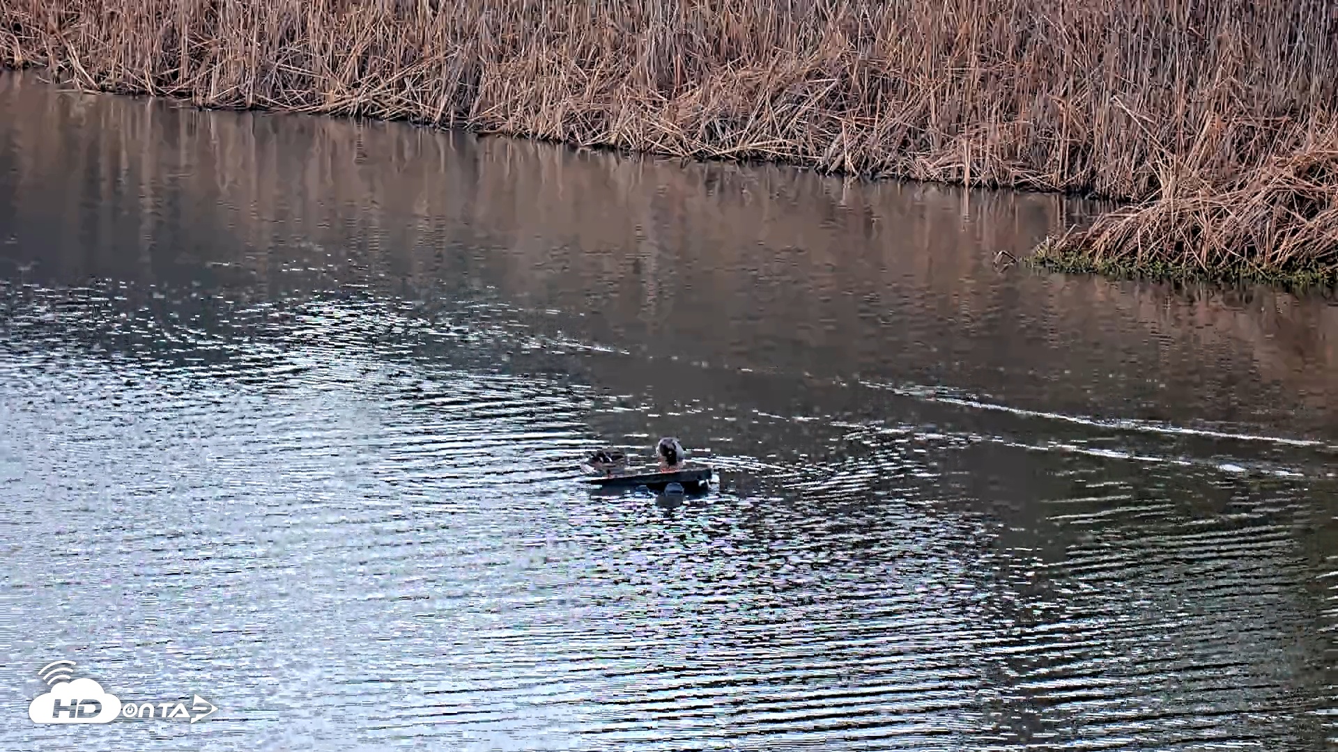 Snapshot of Midpeninsula Regional Open Space Live Webcam taken Jan 8, 2026, 7:38am PST