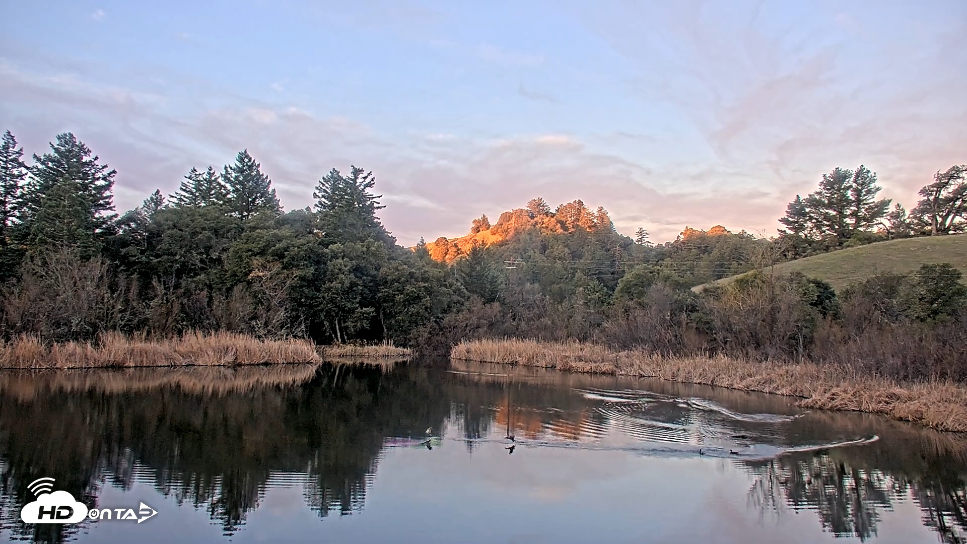 Snapshot of Midpeninsula Regional Open Space Live Webcam taken Jan 17, 2026, 7:25am PST