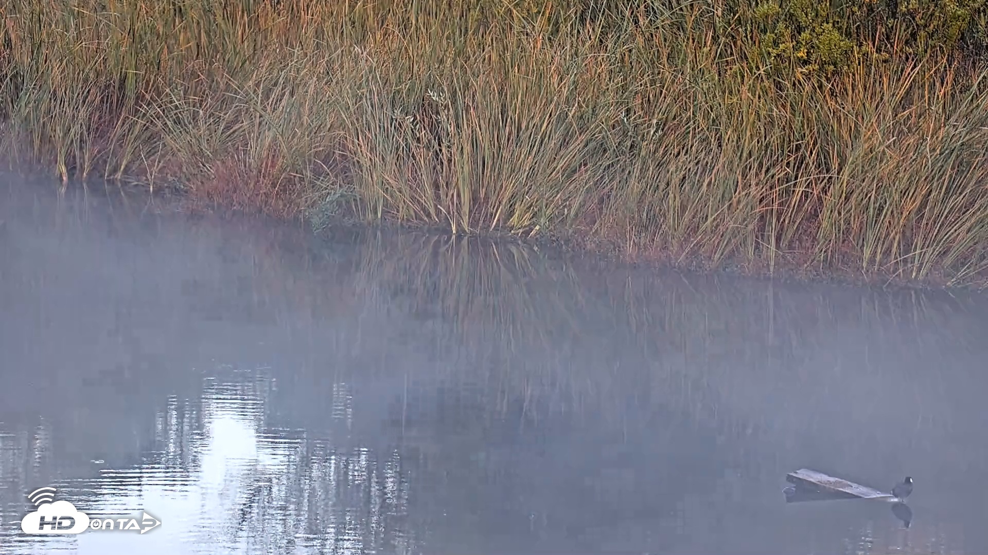 Snapshot of Midpeninsula Regional Open Space Live Webcam taken Oct 14, 2025, 7:41am PDT