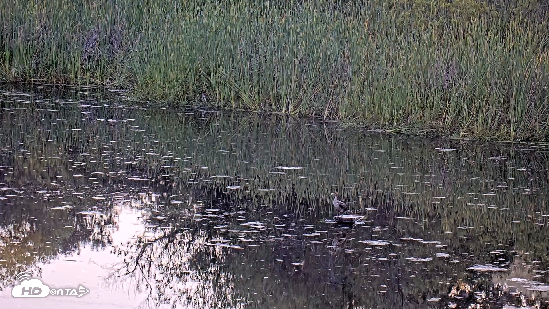 Snapshot of Midpeninsula Regional Open Space Live Webcam taken Jun 28, 2025, 7:50pm PDT