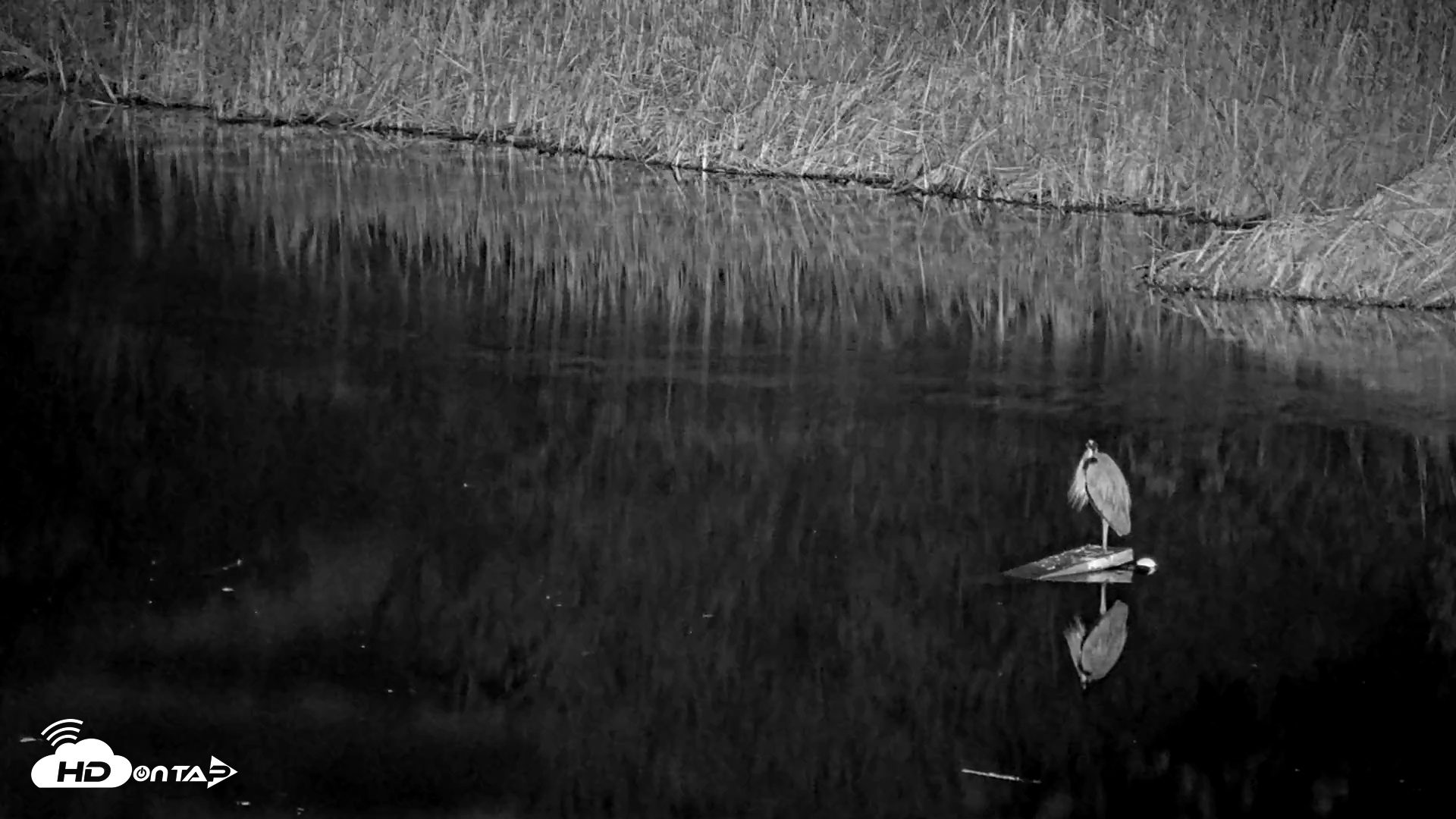 Snapshot of Midpeninsula Regional Open Space Live Webcam taken Mar 1, 2026, 4:19am PST