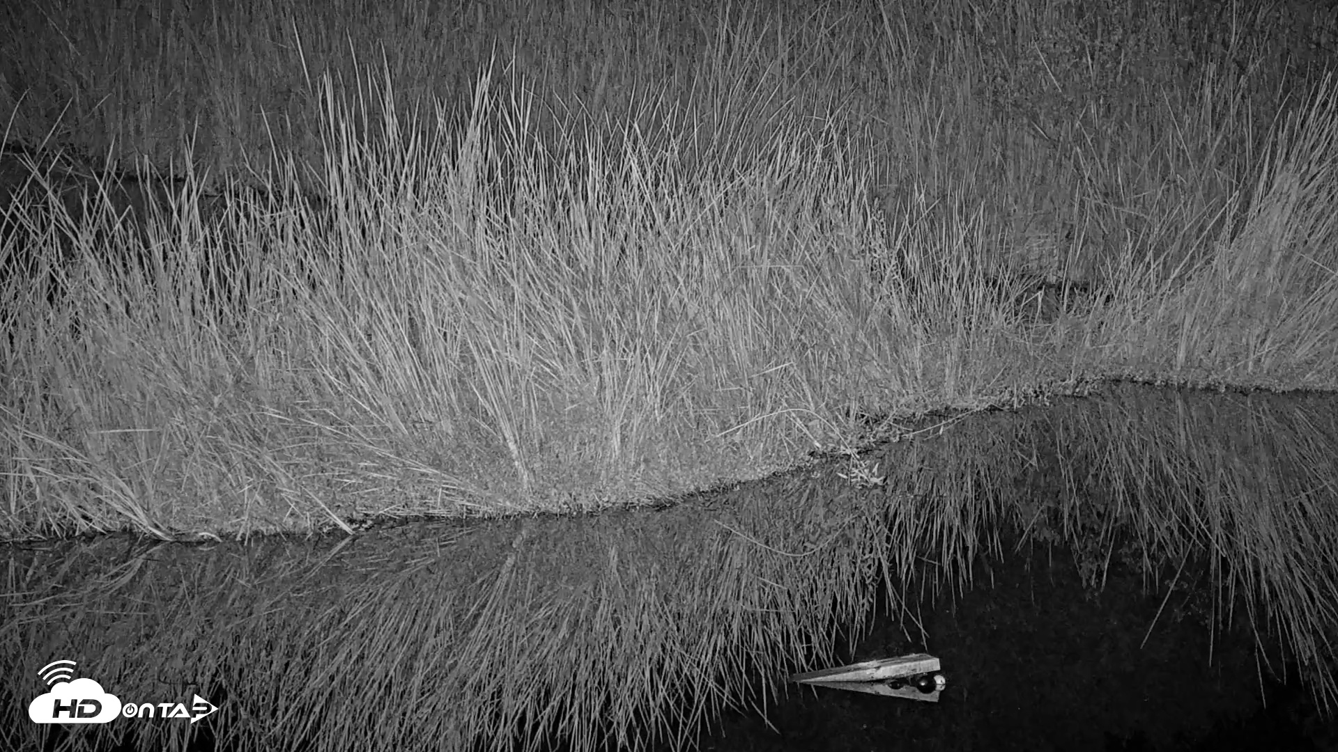 Snapshot of Midpeninsula Regional Open Space Live Webcam taken Nov 11, 2025, 9:08pm PST