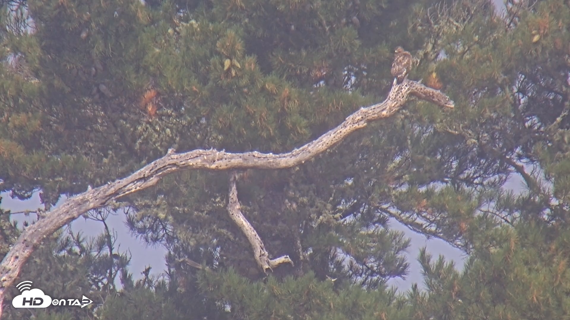 Snapshot of Midpeninsula Regional Open Space Live Webcam taken Jul 26, 2025, 9:17am PDT