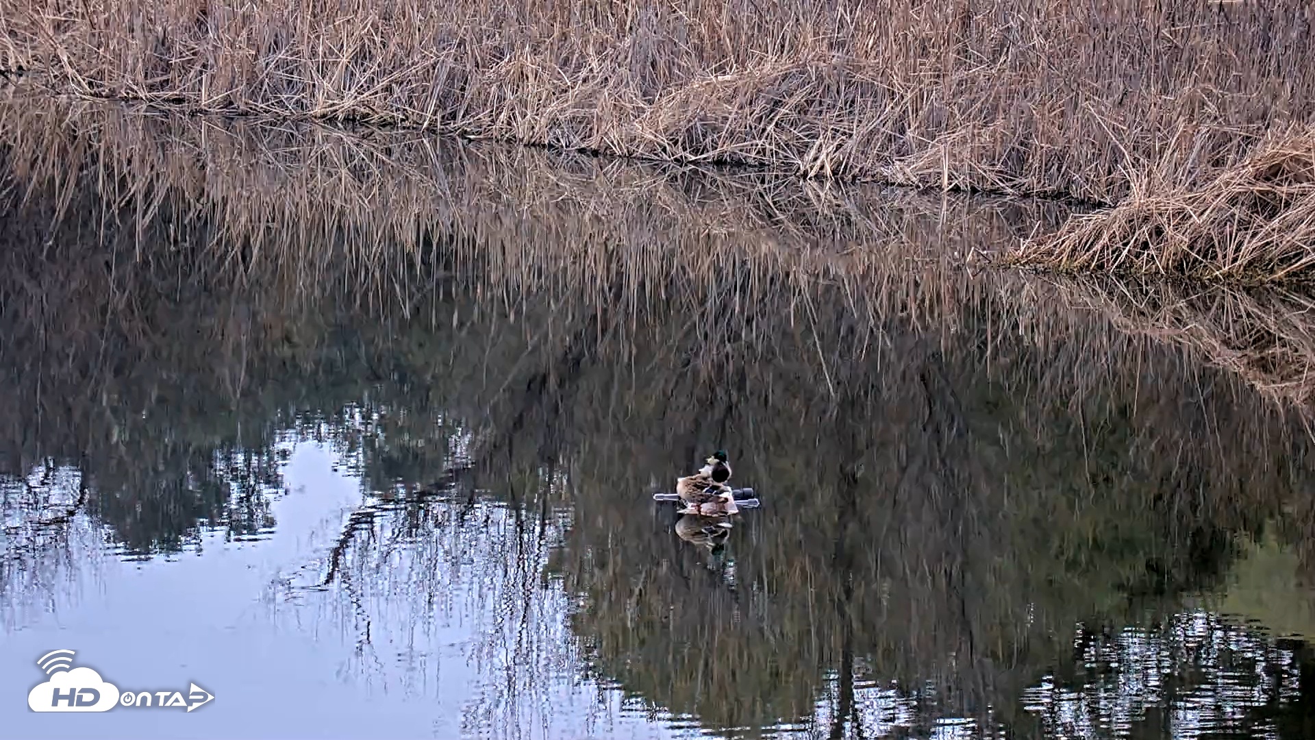 Snapshot of Midpeninsula Regional Open Space Live Webcam taken Jan 20, 2026, 5:22pm PST