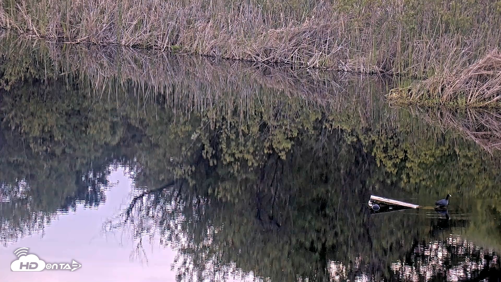 Snapshot of Midpeninsula Regional Open Space Live Webcam taken Apr 18, 2026, 7:47pm PDT