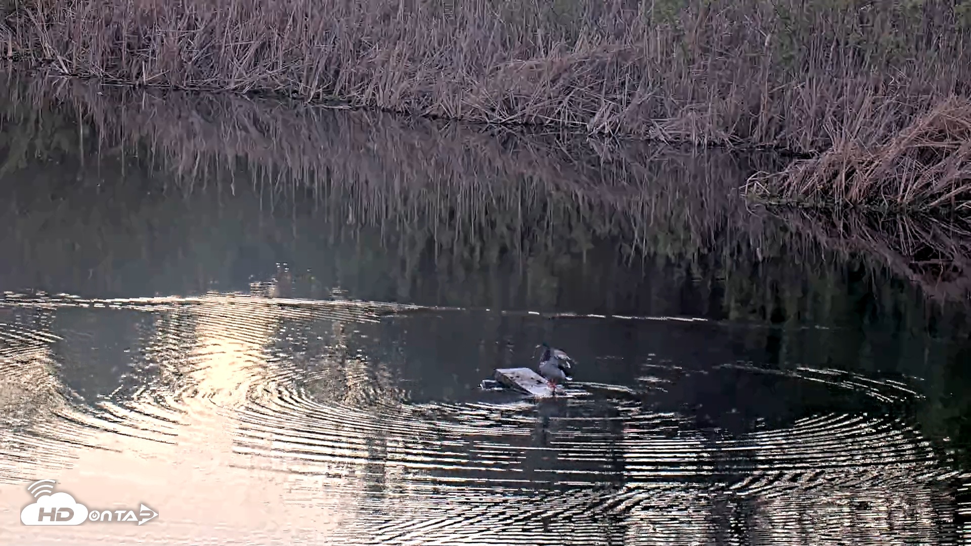 Snapshot of Midpeninsula Regional Open Space Live Webcam taken Mar 21, 2026, 7:19pm PDT