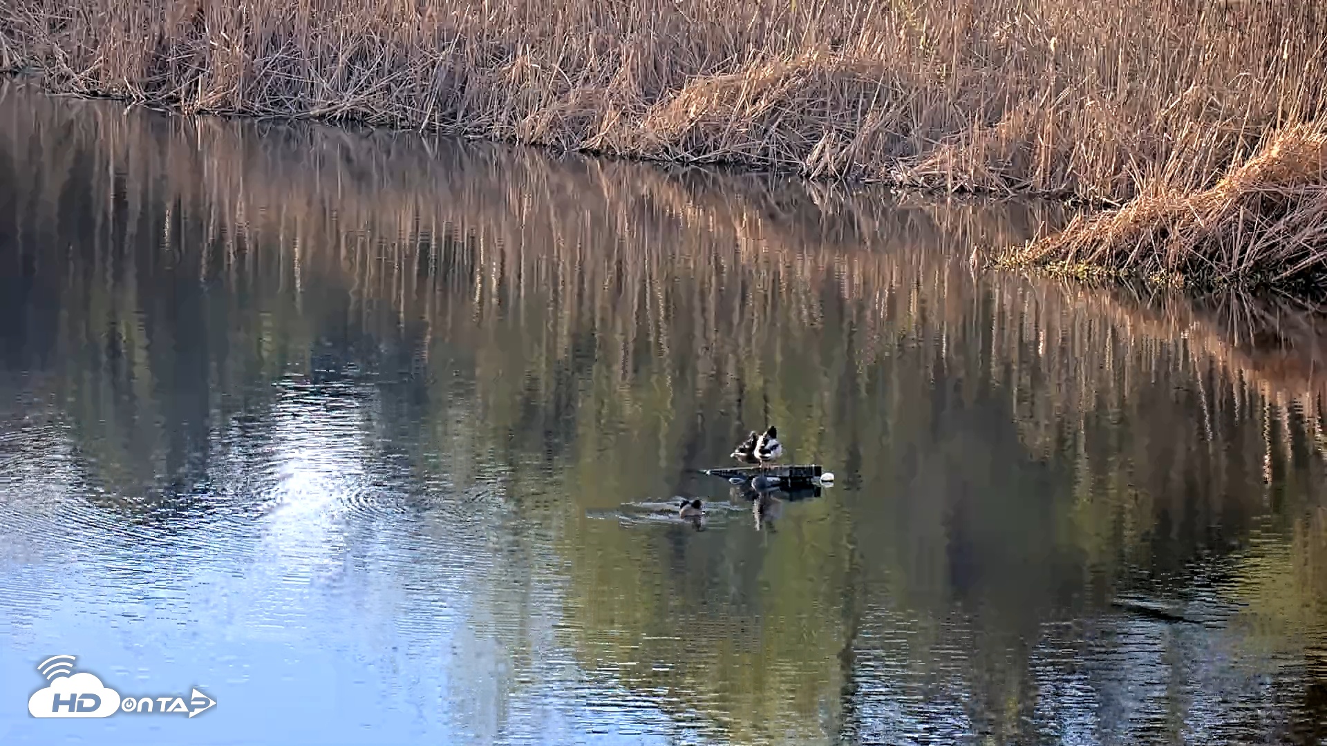 Snapshot of Midpeninsula Regional Open Space Live Webcam taken Feb 7, 2026, 4:30pm PST