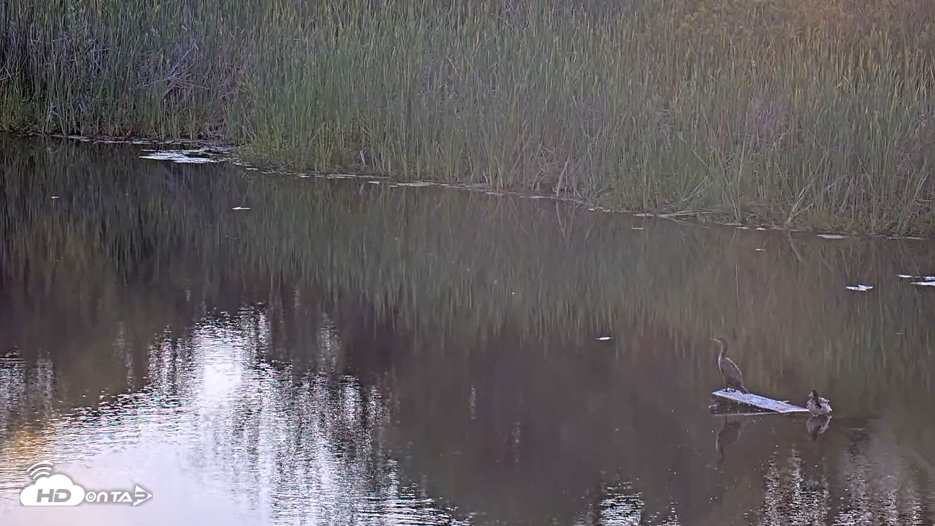 Snapshot of Midpeninsula Regional Open Space Live Webcam taken Jun 16, 2025, 7:40pm PDT