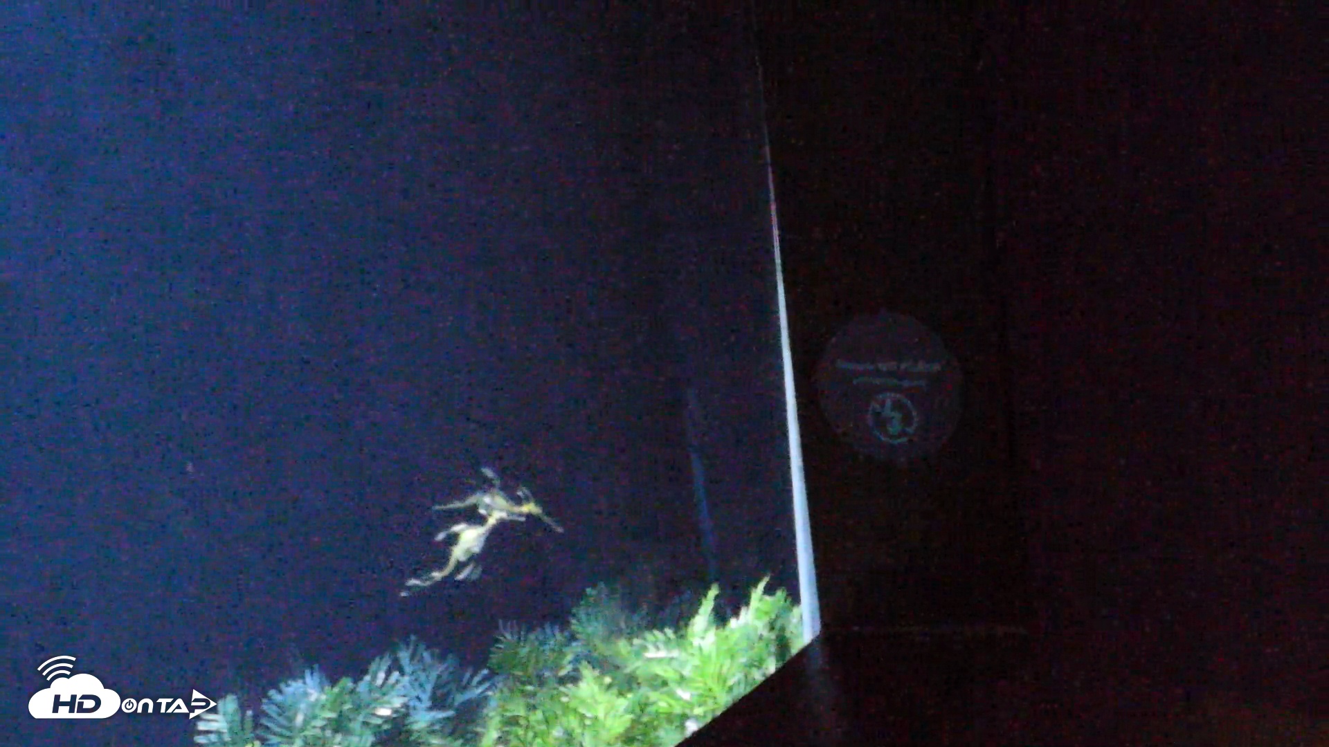 Snapshot of Birch Aquarium Seadragons Live Webcam taken Nov 8, 2025, 5:36pm PST