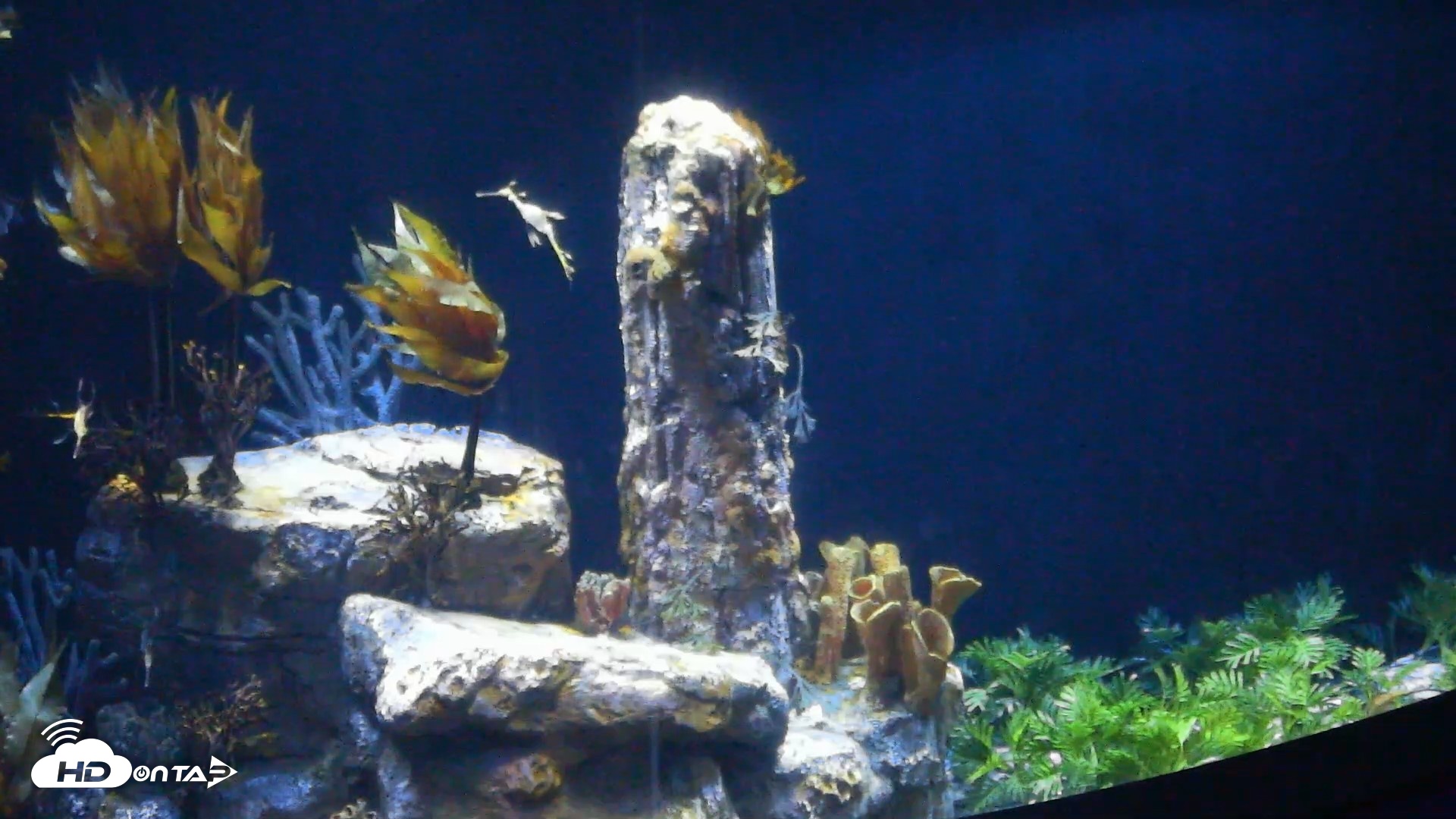 Snapshot of Birch Aquarium Seadragons Live Webcam taken Aug 15, 2026, 8:35am PDT