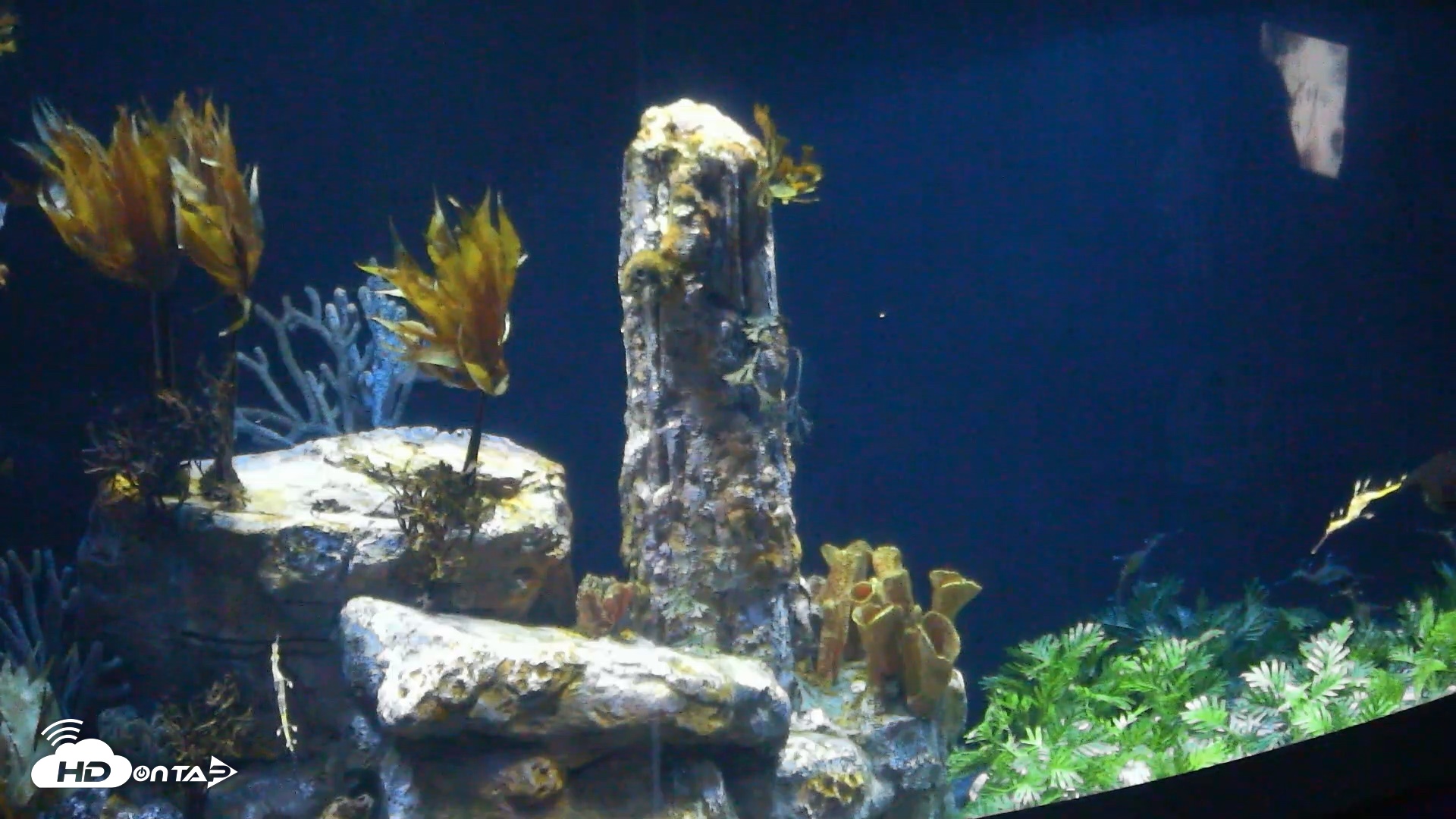 Snapshot of Birch Aquarium Seadragons Live Webcam taken Sep 7, 2026, 10:28am PDT