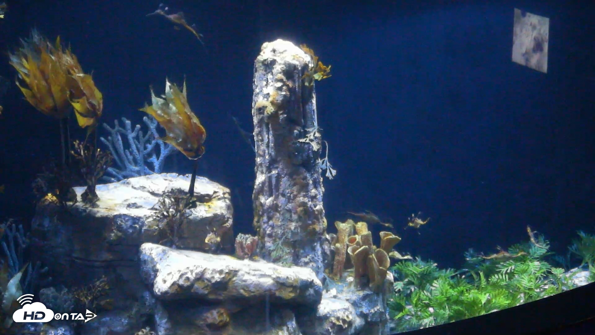 Snapshot of Birch Aquarium Seadragons Live Webcam taken Aug 14, 2026, 3:09pm PDT