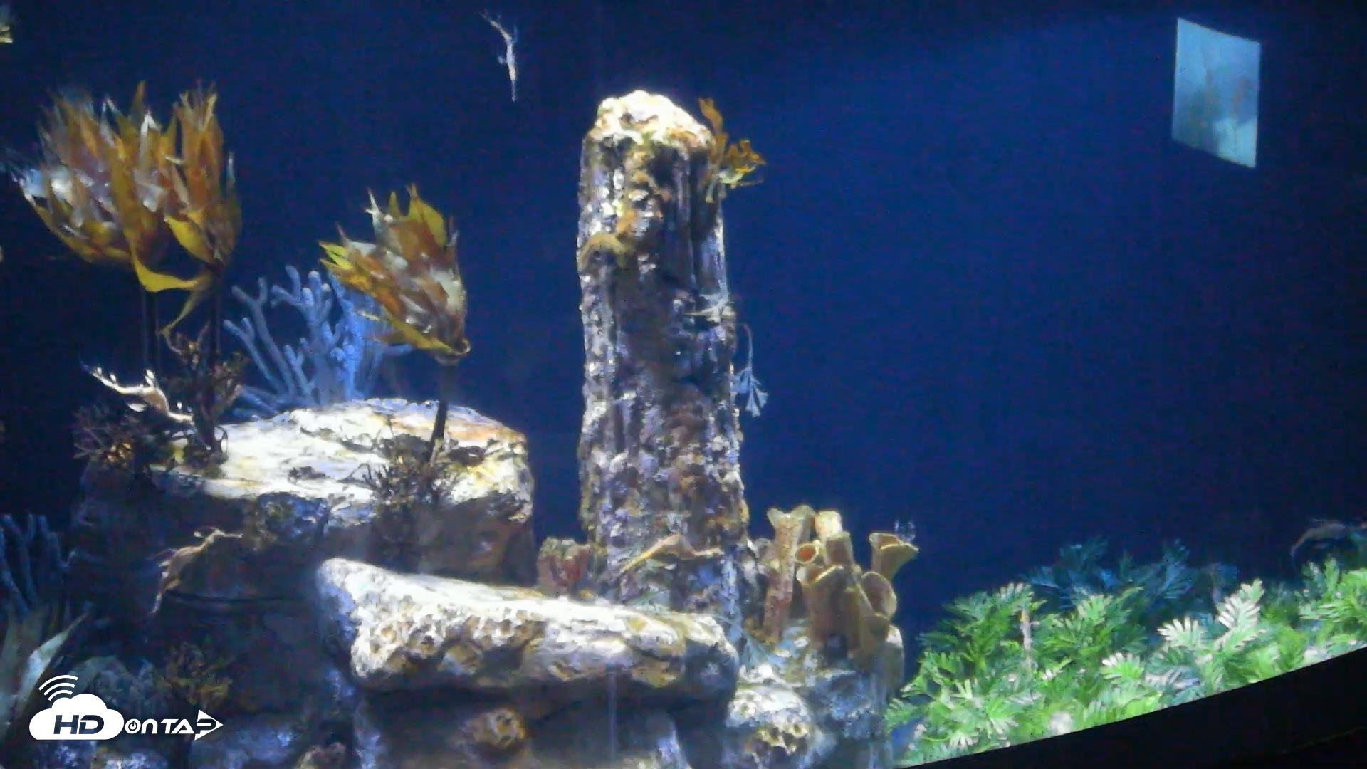 Snapshot of Birch Aquarium Seadragons Live Webcam taken Sep 24, 2026, 1:40pm PDT