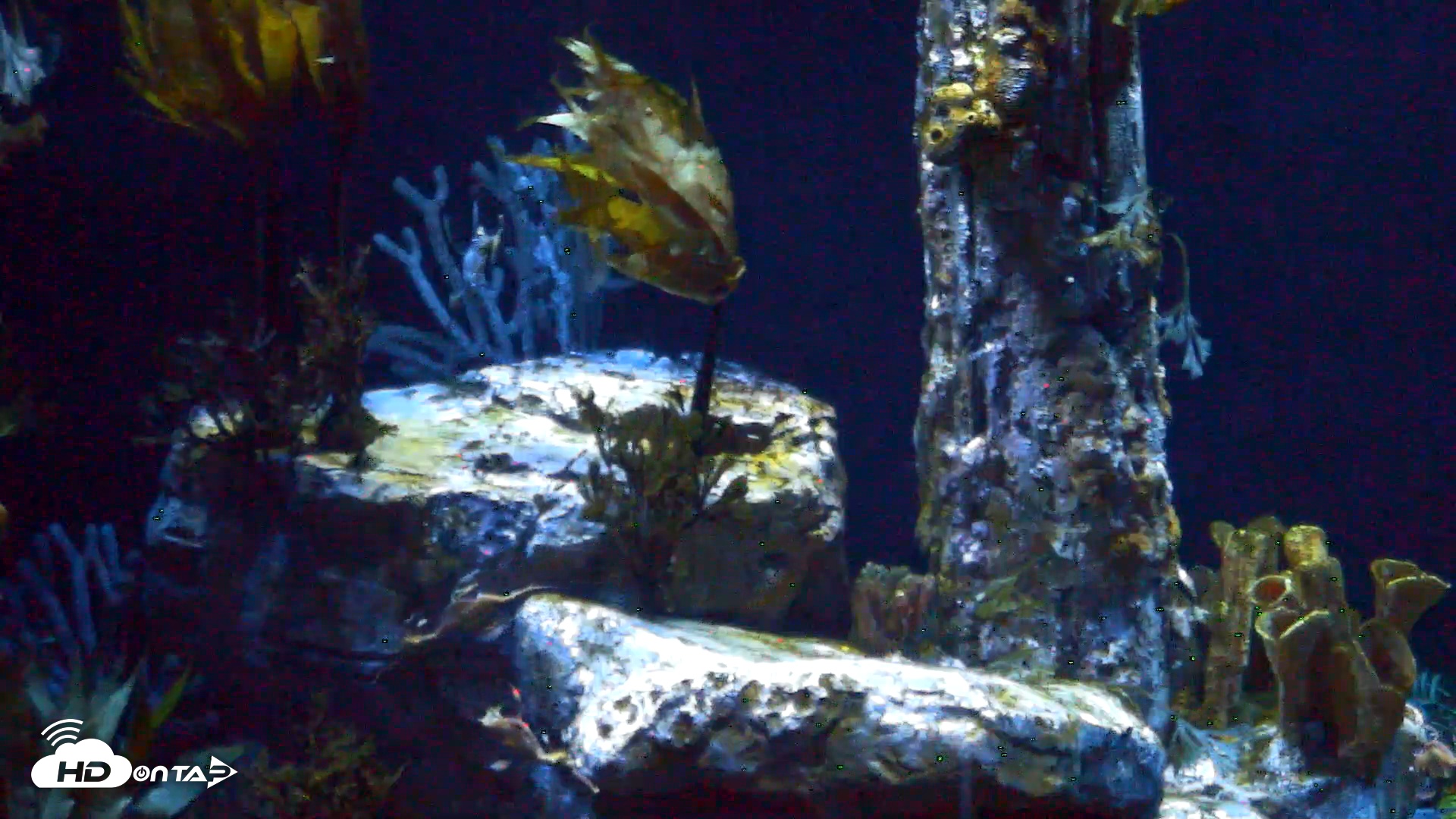 Snapshot of Birch Aquarium Seadragons Live Webcam taken Jan 18, 2026, 6:49pm PST