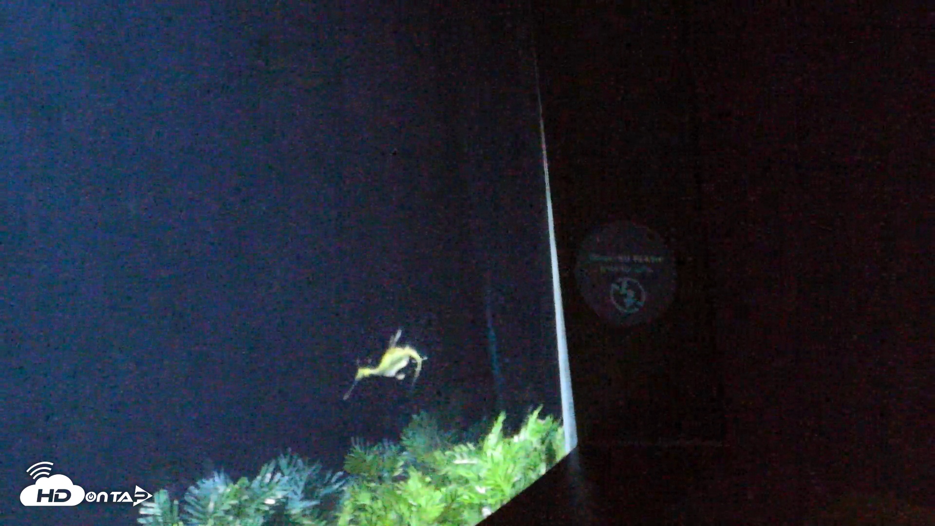 Snapshot of Birch Aquarium Seadragons Live Webcam taken Nov 8, 2025, 5:41pm PST