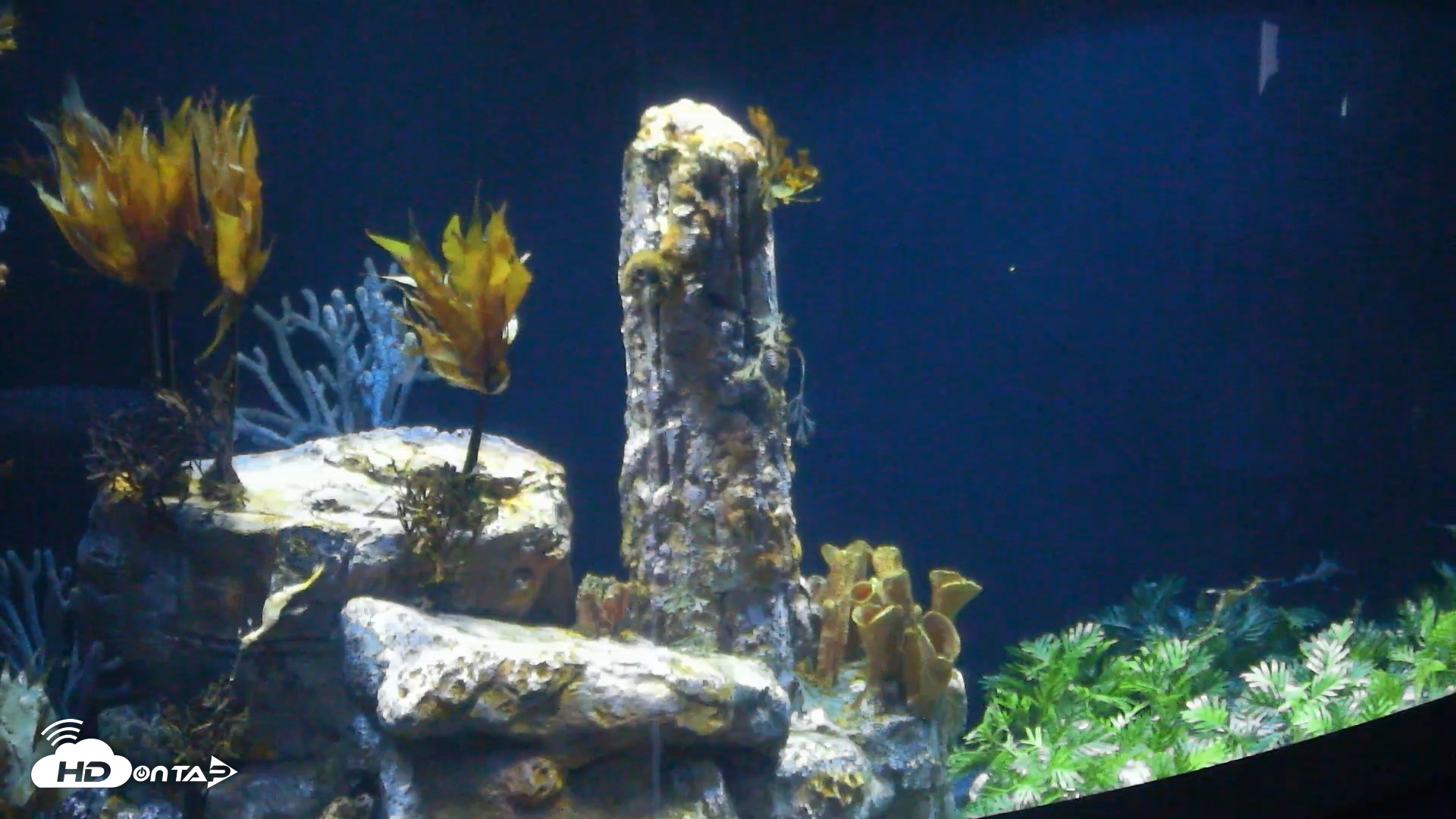 Snapshot of Birch Aquarium Seadragons Live Webcam taken Sep 7, 2026, 10:28am PDT