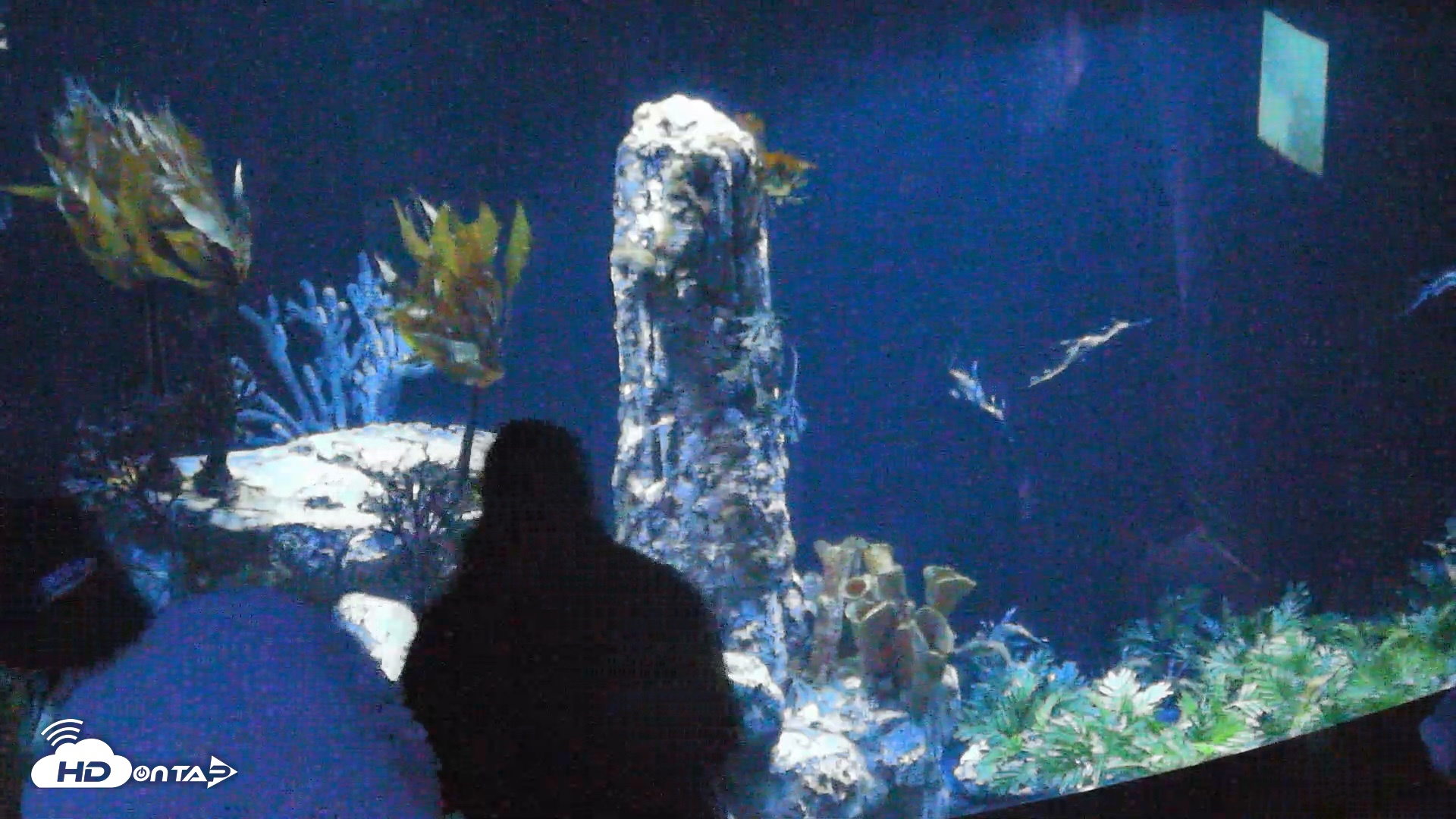 Snapshot of Birch Aquarium Seadragons Live Webcam taken Oct 22, 2026, 7:37pm PDT