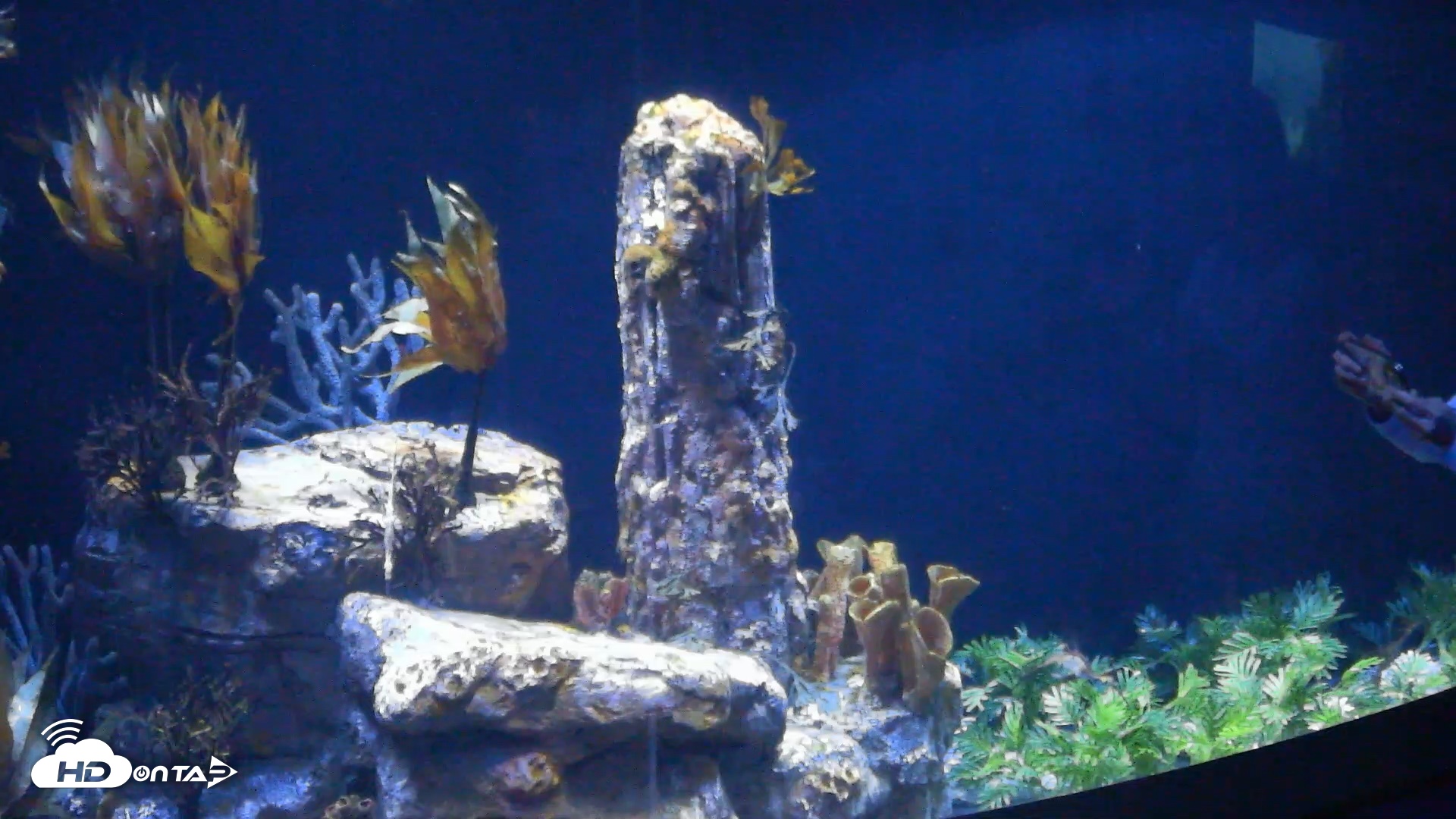 Snapshot of Birch Aquarium Seadragons Live Webcam taken Aug 3, 2026, 11:48am PDT