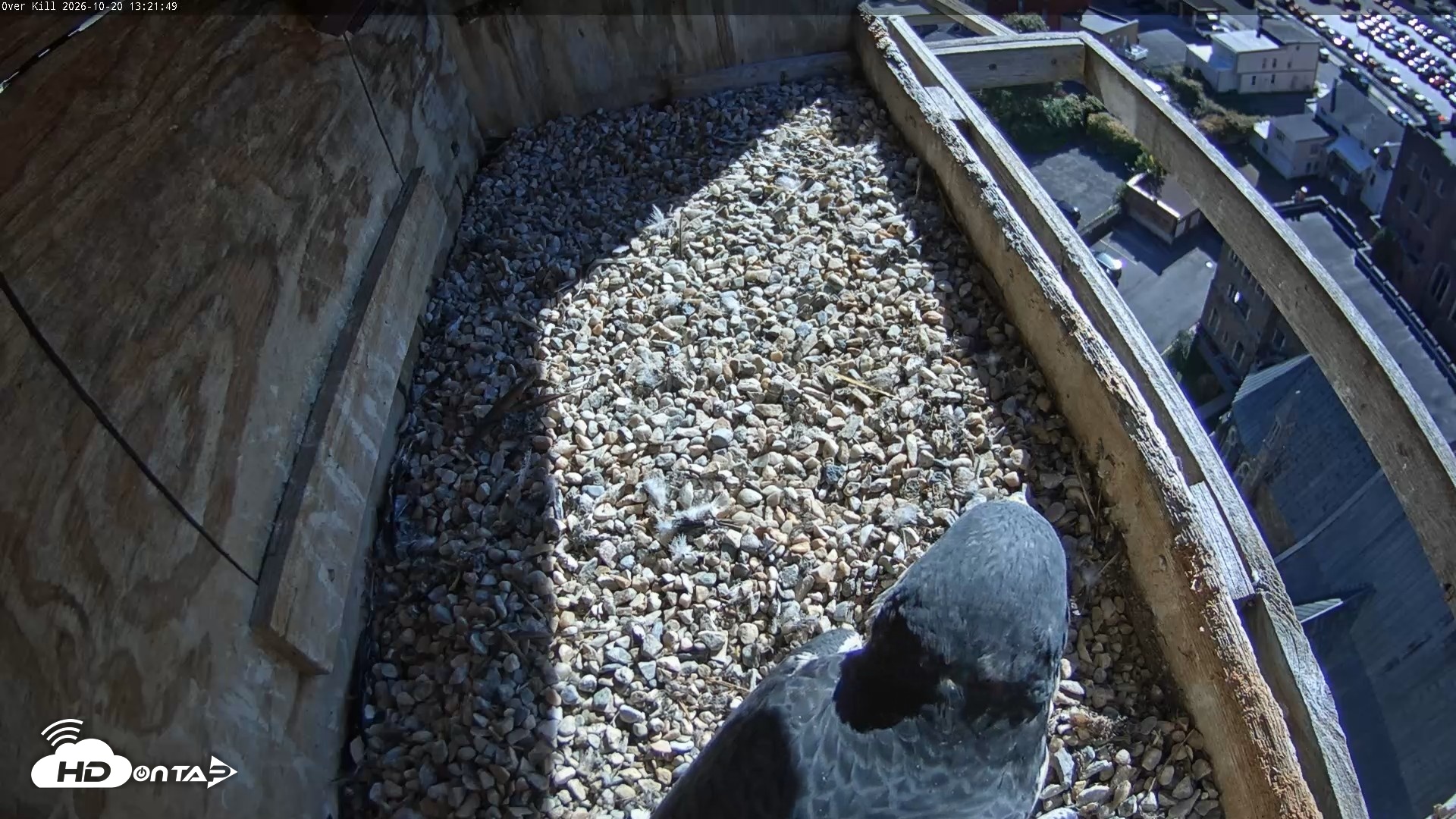 Snapshot of Utica Falcons Nest Box Live Webcam taken Oct 20, 2026, 1:22pm EDT