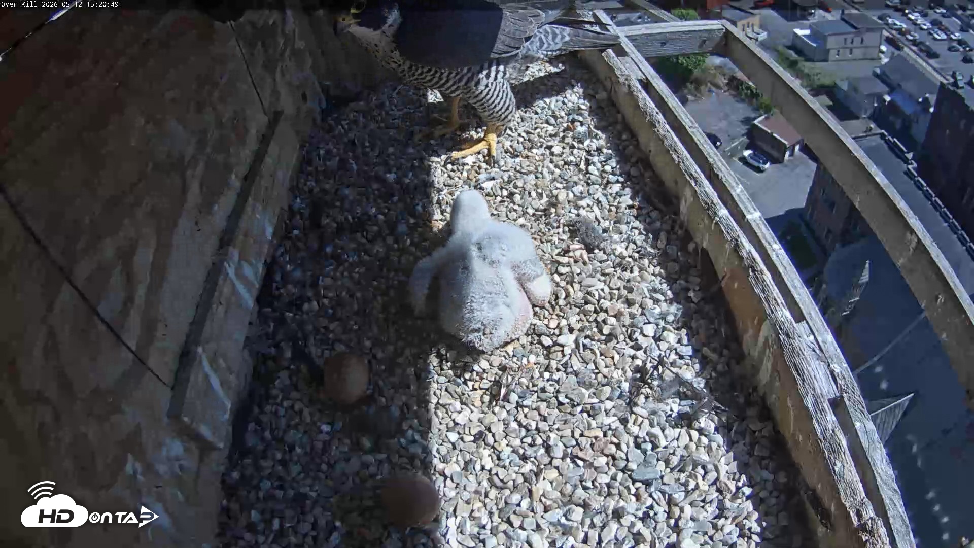 Snapshot of Utica Falcons Nest Box Live Webcam taken May 12, 2026, 3:21pm EDT