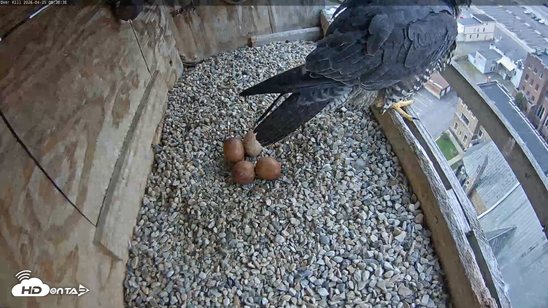 Snapshot of Utica Falcons Nest Box Live Webcam taken Apr 25, 2026, 8:39am EDT