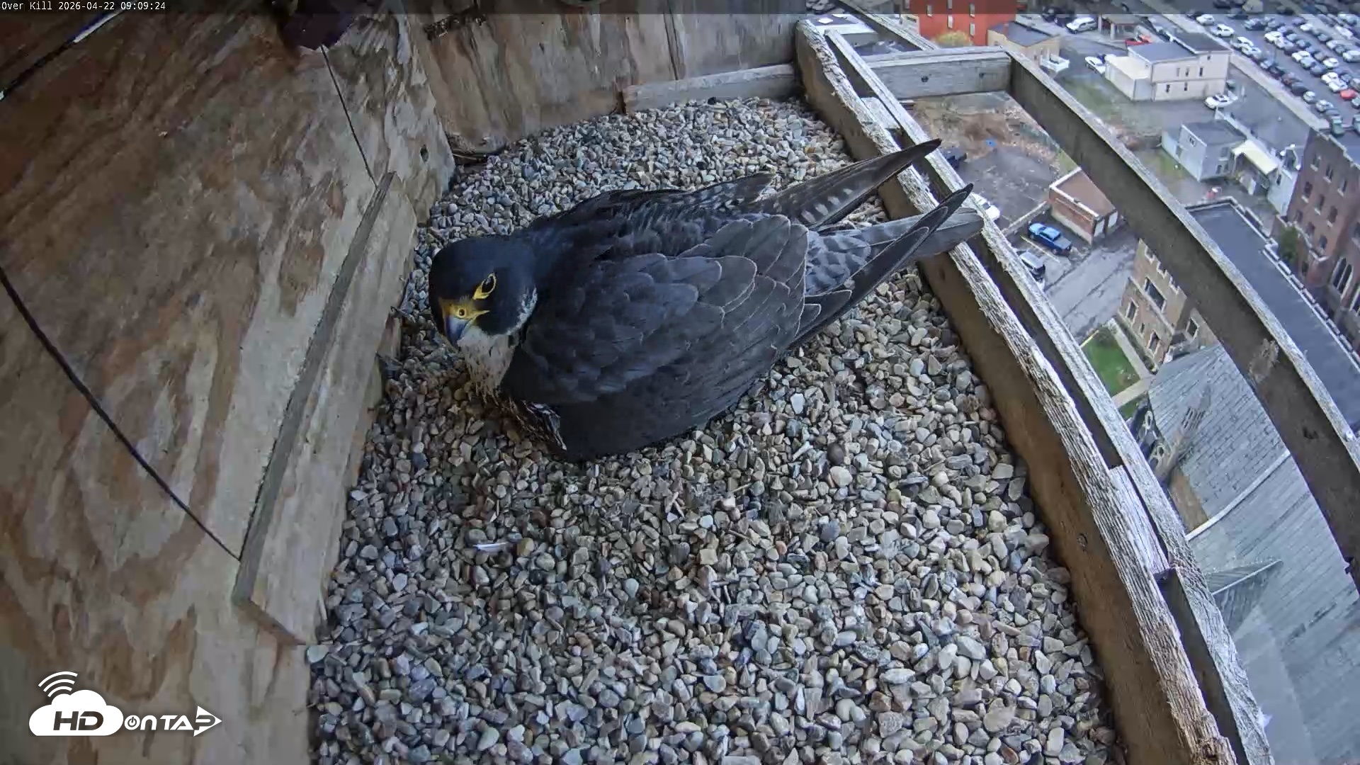 Snapshot of Utica Falcons Nest Box Live Webcam taken Apr 22, 2026, 9:10am EDT