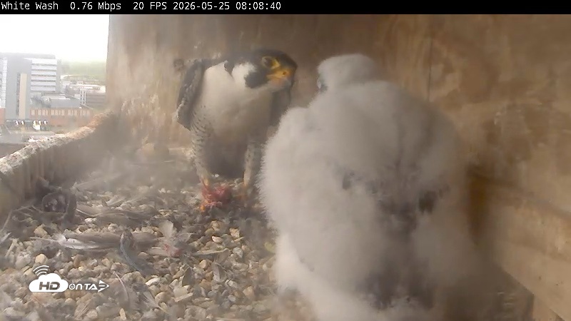 Snapshot of Utica Falcons Nest Box Live Webcam taken May 25, 2026, 8:10am EDT
