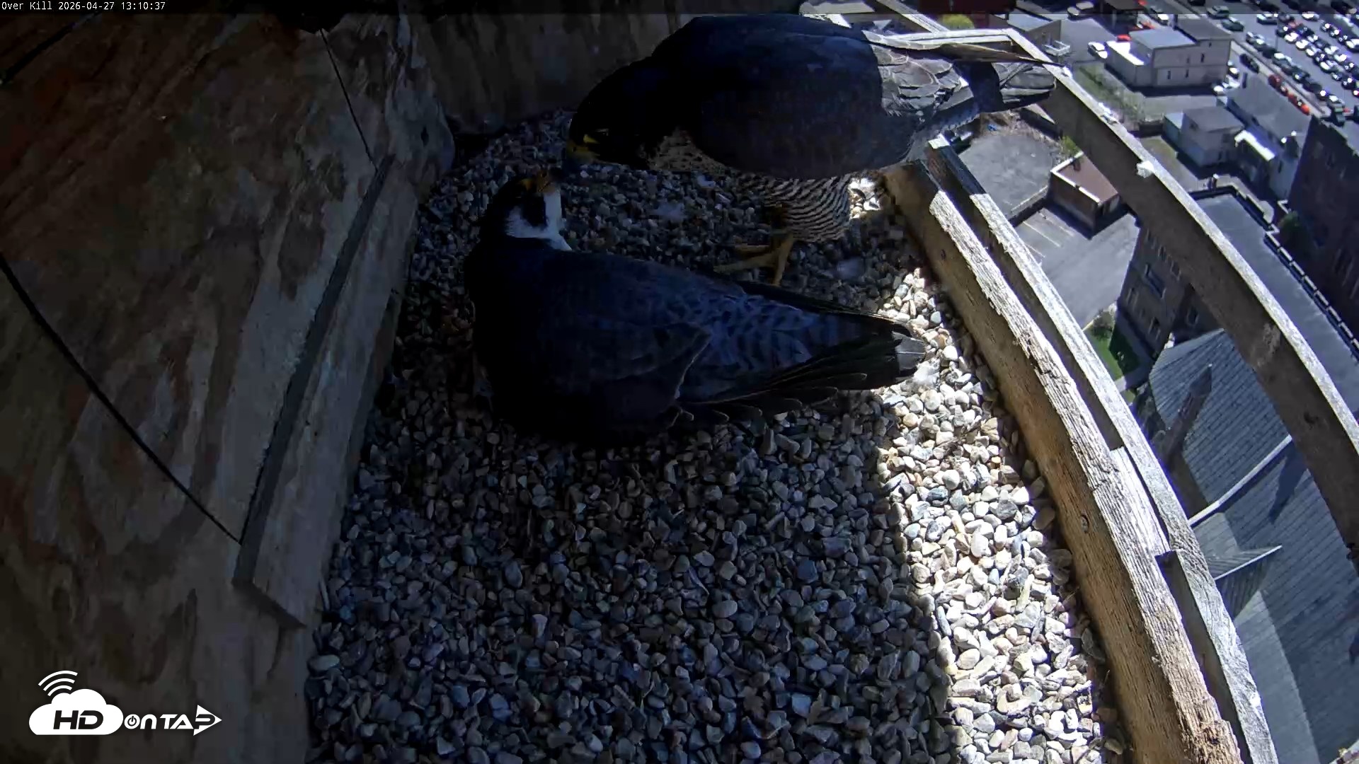 Snapshot of Utica Falcons Nest Box Live Webcam taken Apr 27, 2026, 1:11pm EDT
