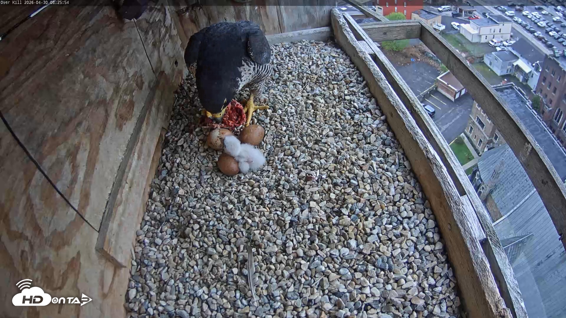Snapshot of Utica Falcons Nest Box Live Webcam taken Apr 30, 2026, 8:26am EDT