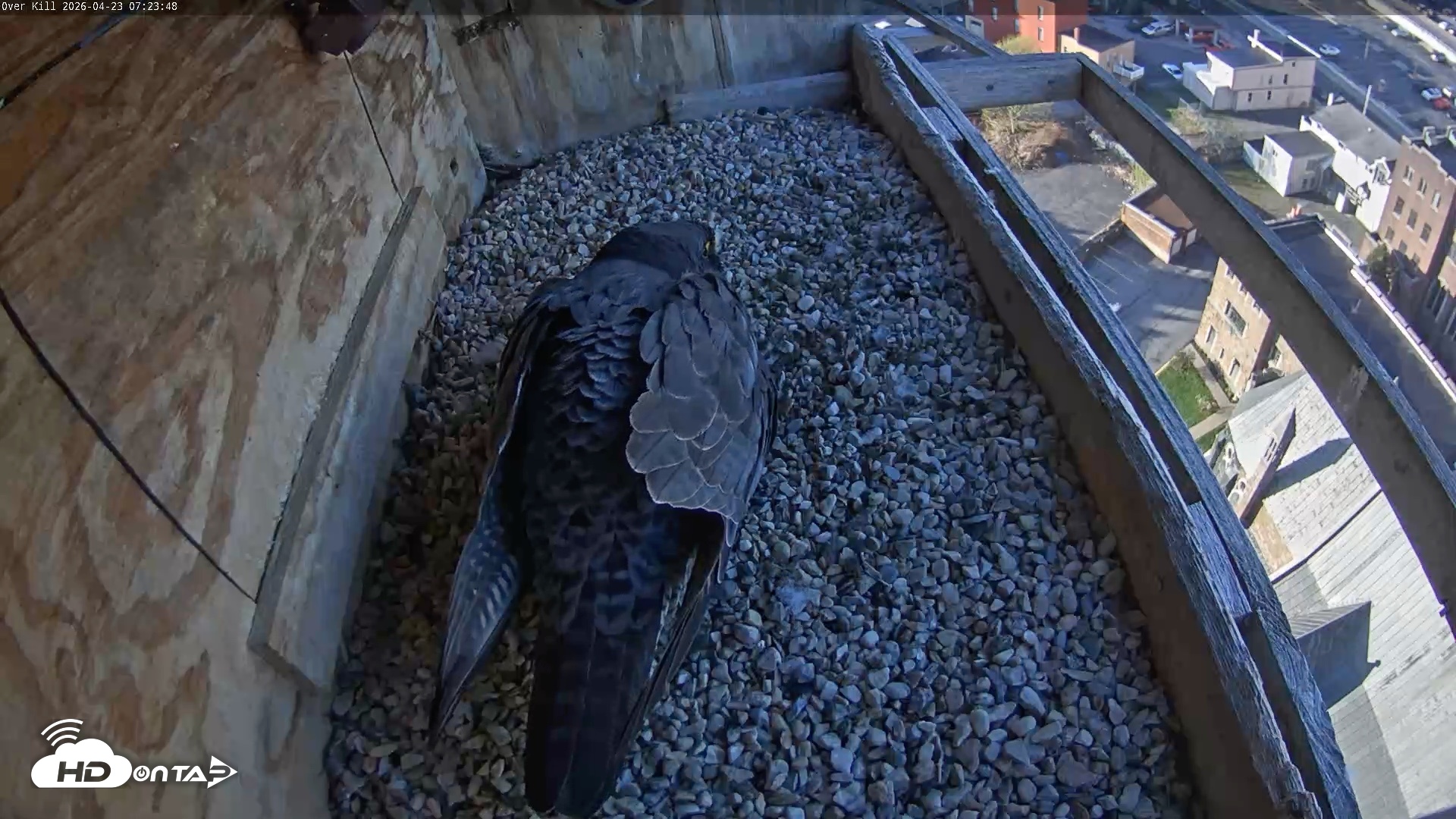 Snapshot of Utica Falcons Nest Box Live Webcam taken Apr 23, 2026, 7:24am EDT