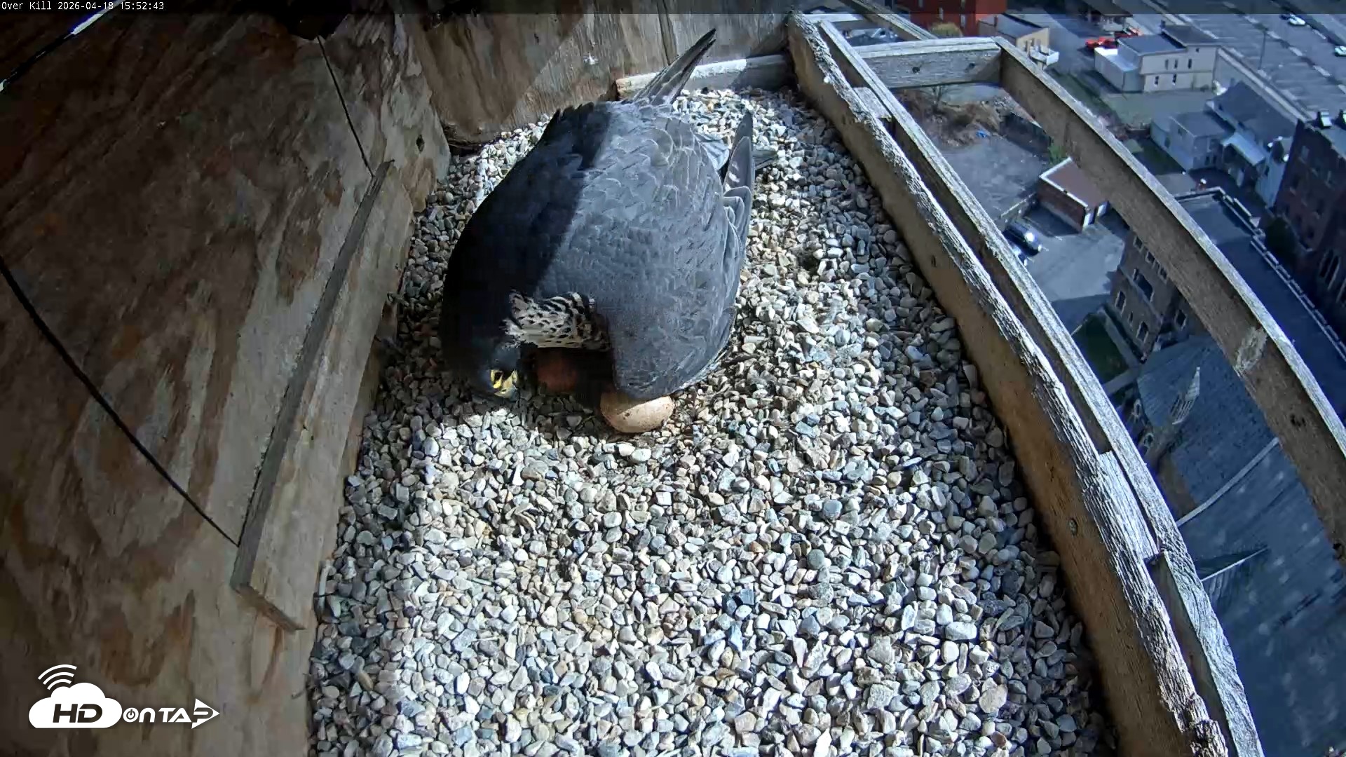 Snapshot of Utica Falcons Nest Box Live Webcam taken Apr 18, 2026, 3:53pm EDT