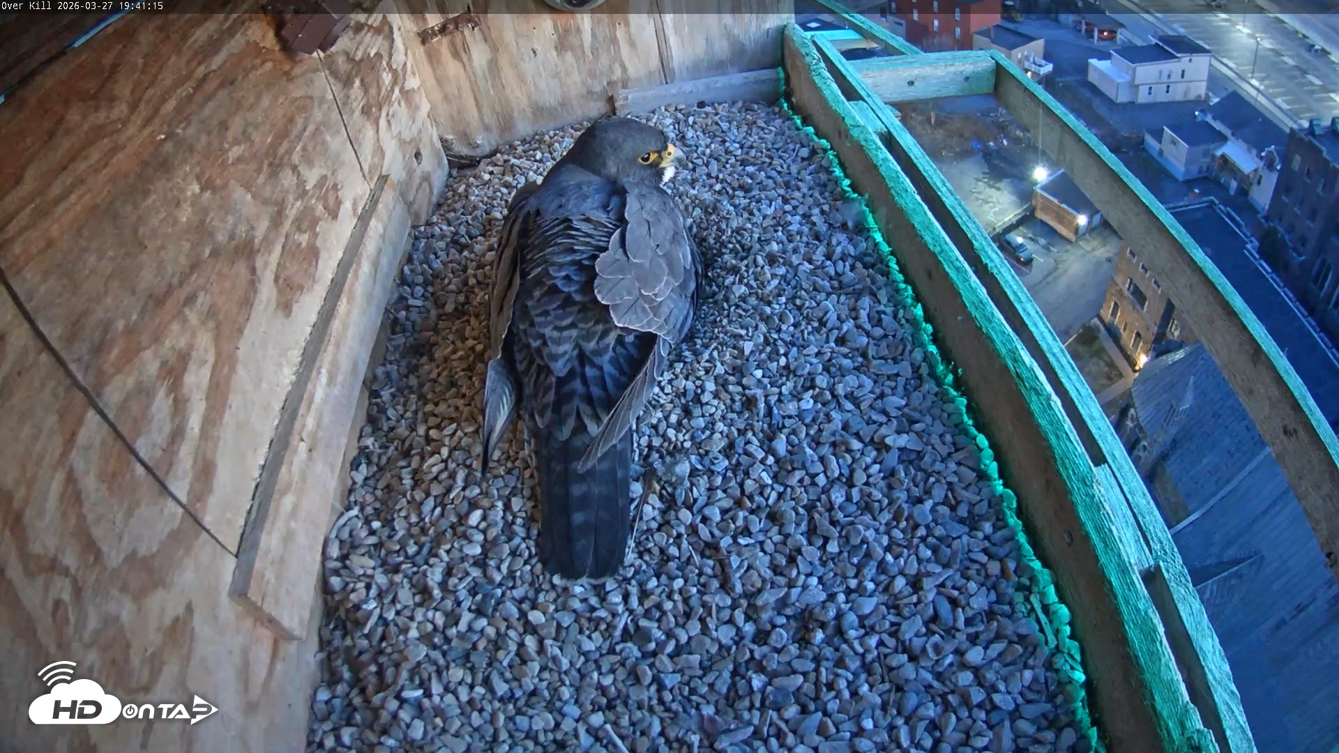 Snapshot of Utica Falcons Nest Box Live Webcam taken Mar 27, 2026, 7:42pm EDT