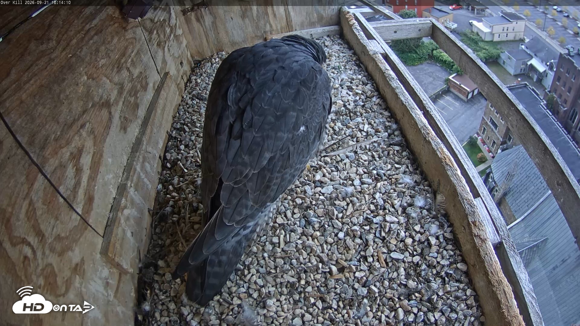 Snapshot of Utica Falcons Nest Box Live Webcam taken Sep 21, 2026, 6:15pm EDT