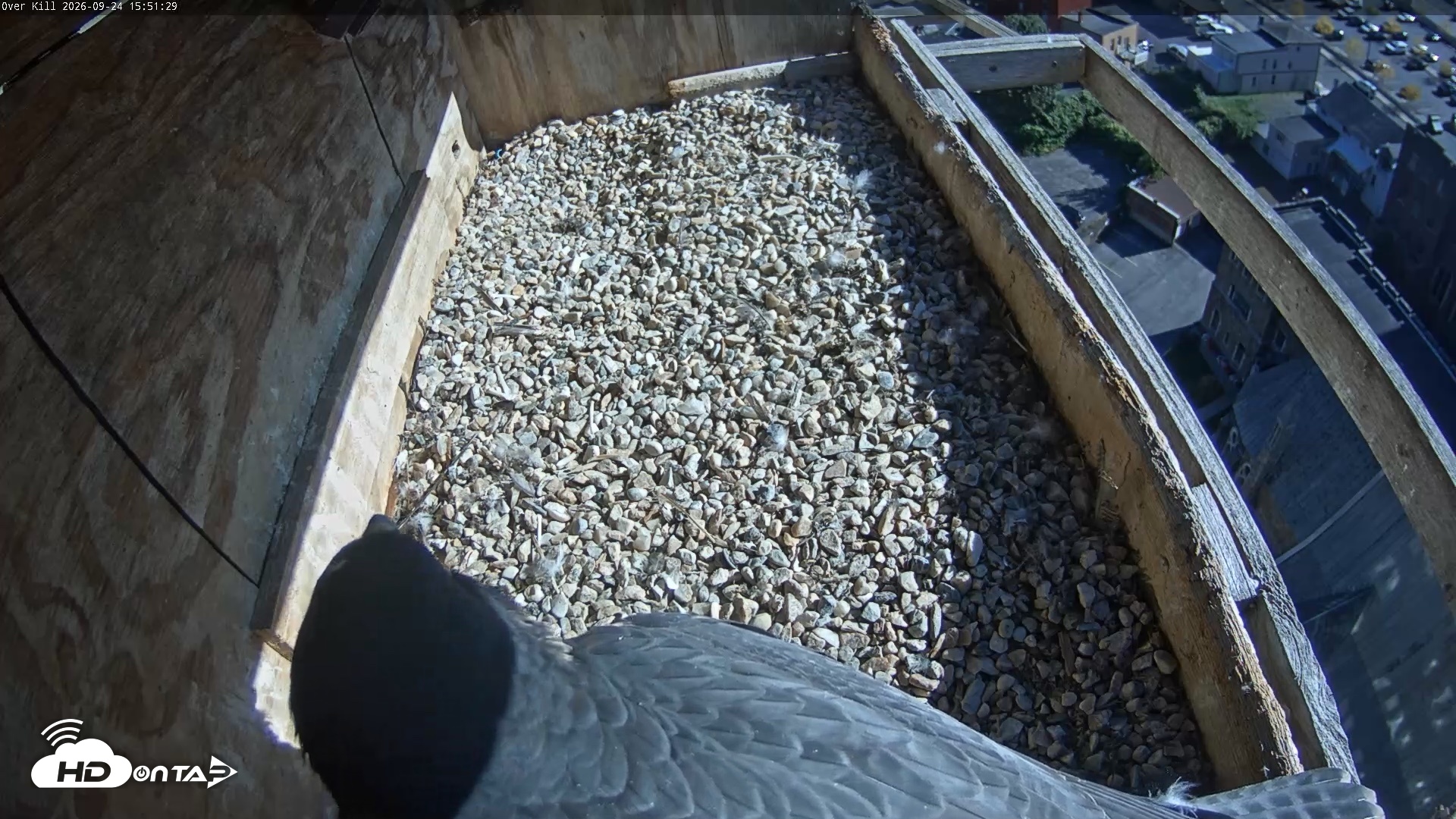 Snapshot of Utica Falcons Nest Box Live Webcam taken Sep 24, 2026, 3:52pm EDT