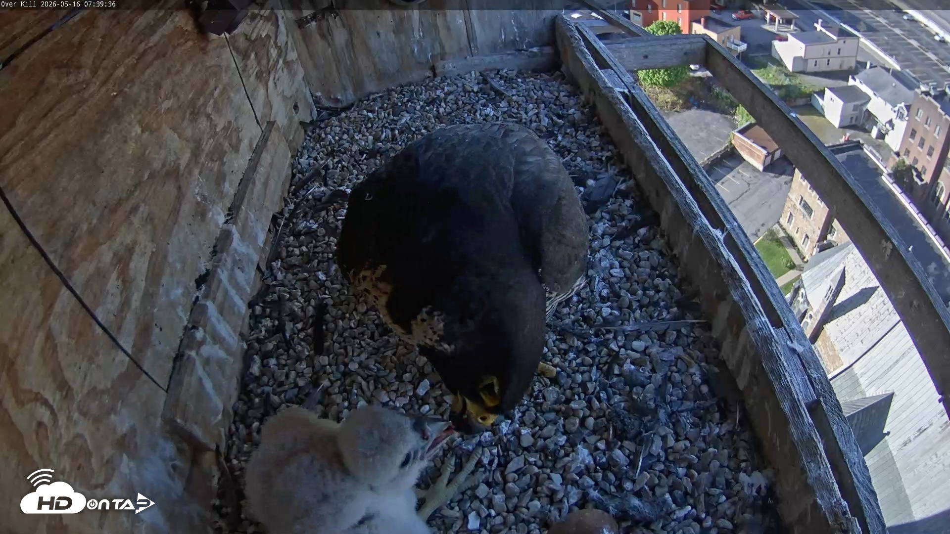 Snapshot of Utica Falcons Nest Box Live Webcam taken May 16, 2026, 7:41am EDT