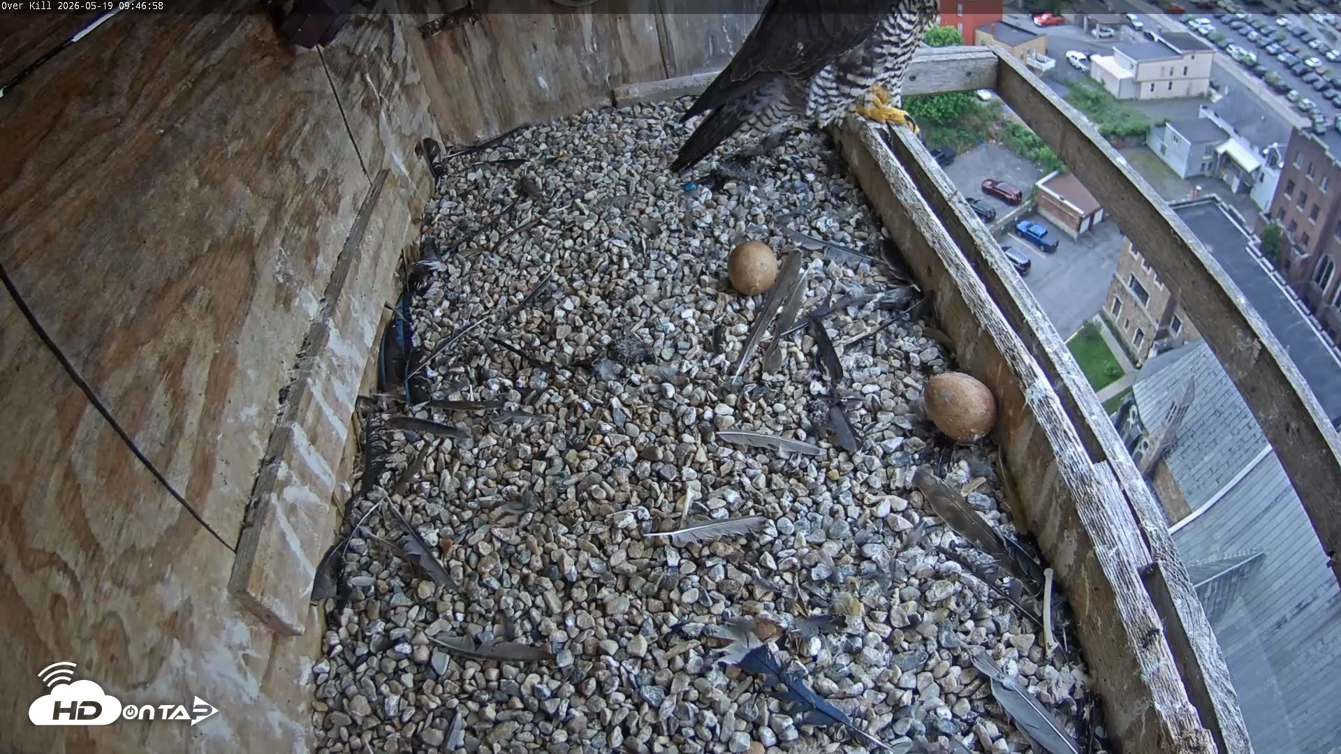 Snapshot of Utica Falcons Nest Box Live Webcam taken May 19, 2026, 9:48am EDT