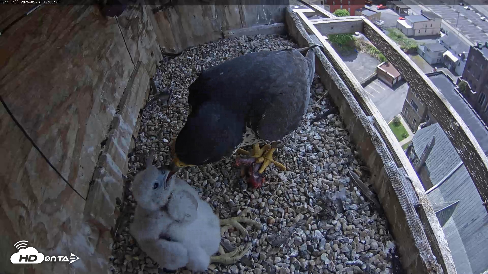 Snapshot of Utica Falcons Nest Box Live Webcam taken May 16, 2026, 12:01pm EDT