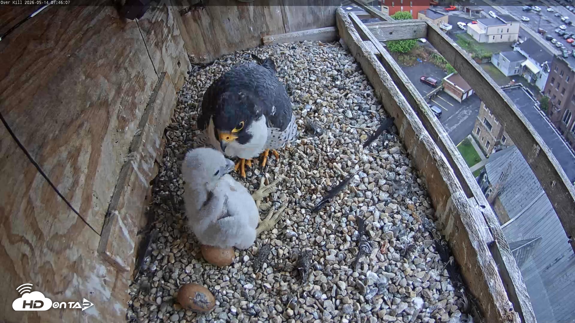 Snapshot of Utica Falcons Nest Box Live Webcam taken May 14, 2026, 7:46am EDT