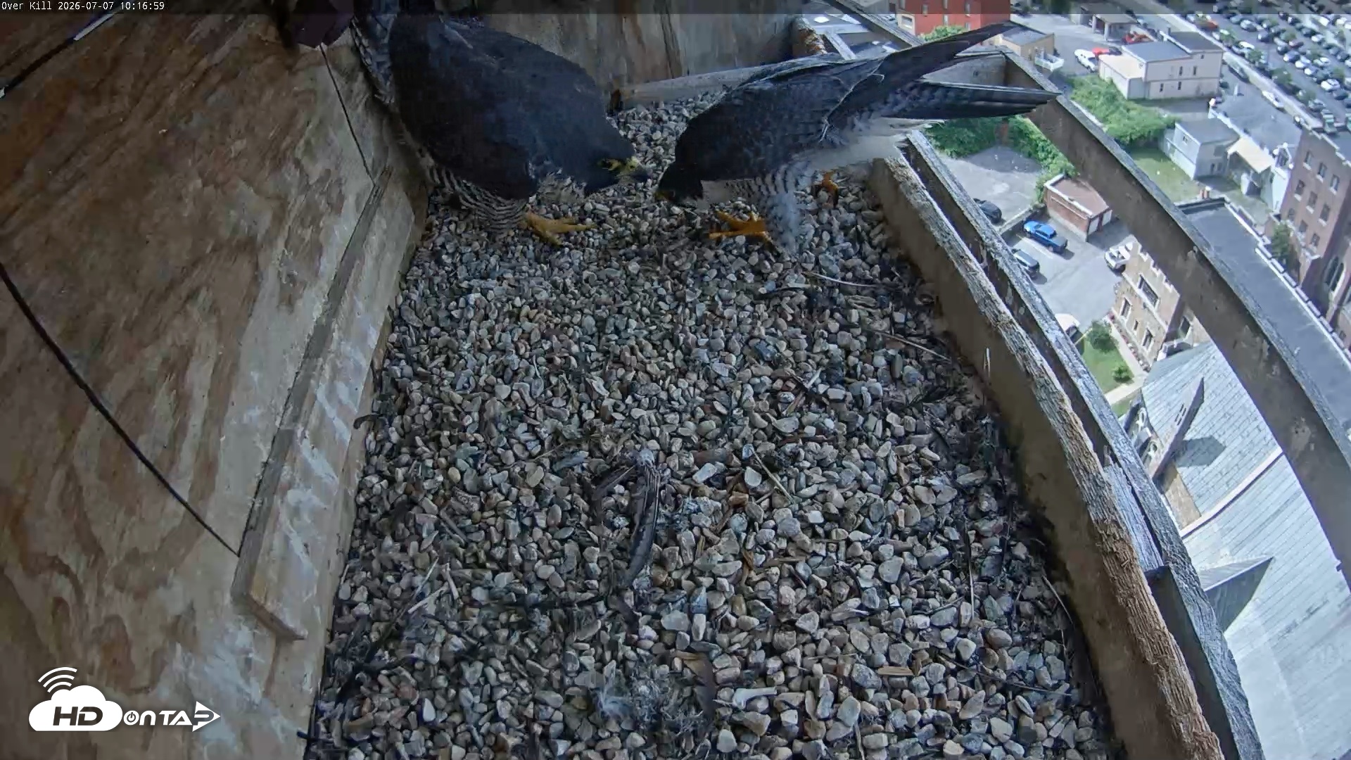 Snapshot of Utica Falcons Nest Box Live Webcam taken Jul 7, 2026, 10:17am EDT