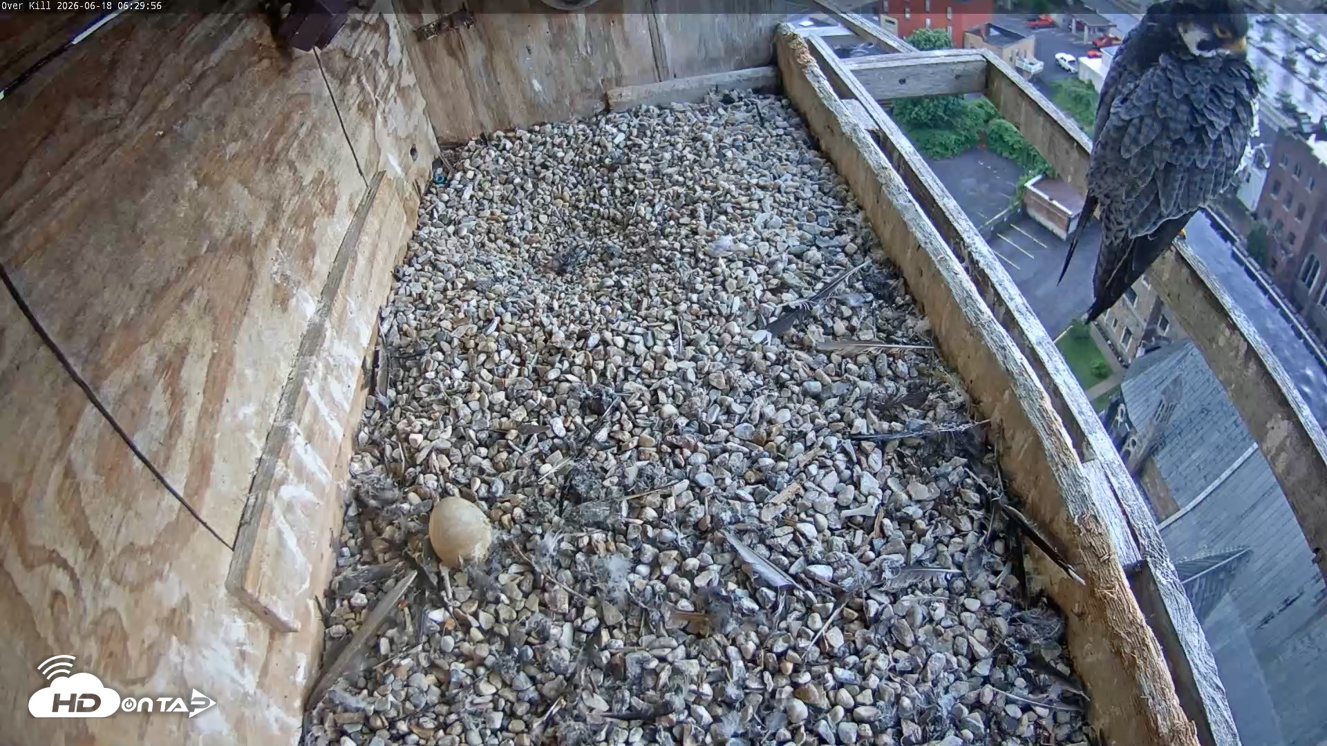 Snapshot of Utica Falcons Nest Box Live Webcam taken Jun 18, 2026, 6:30am EDT