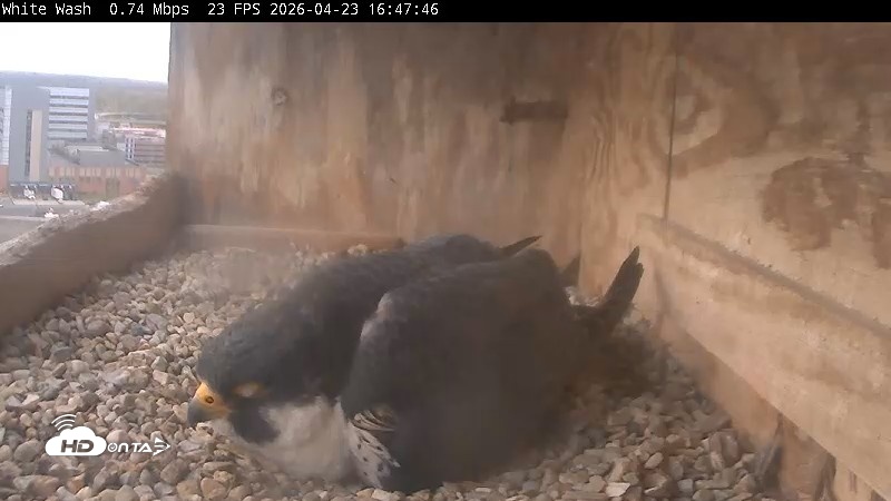 Snapshot of Utica Falcons Nest Box Live Webcam taken Apr 23, 2026, 4:48pm EDT