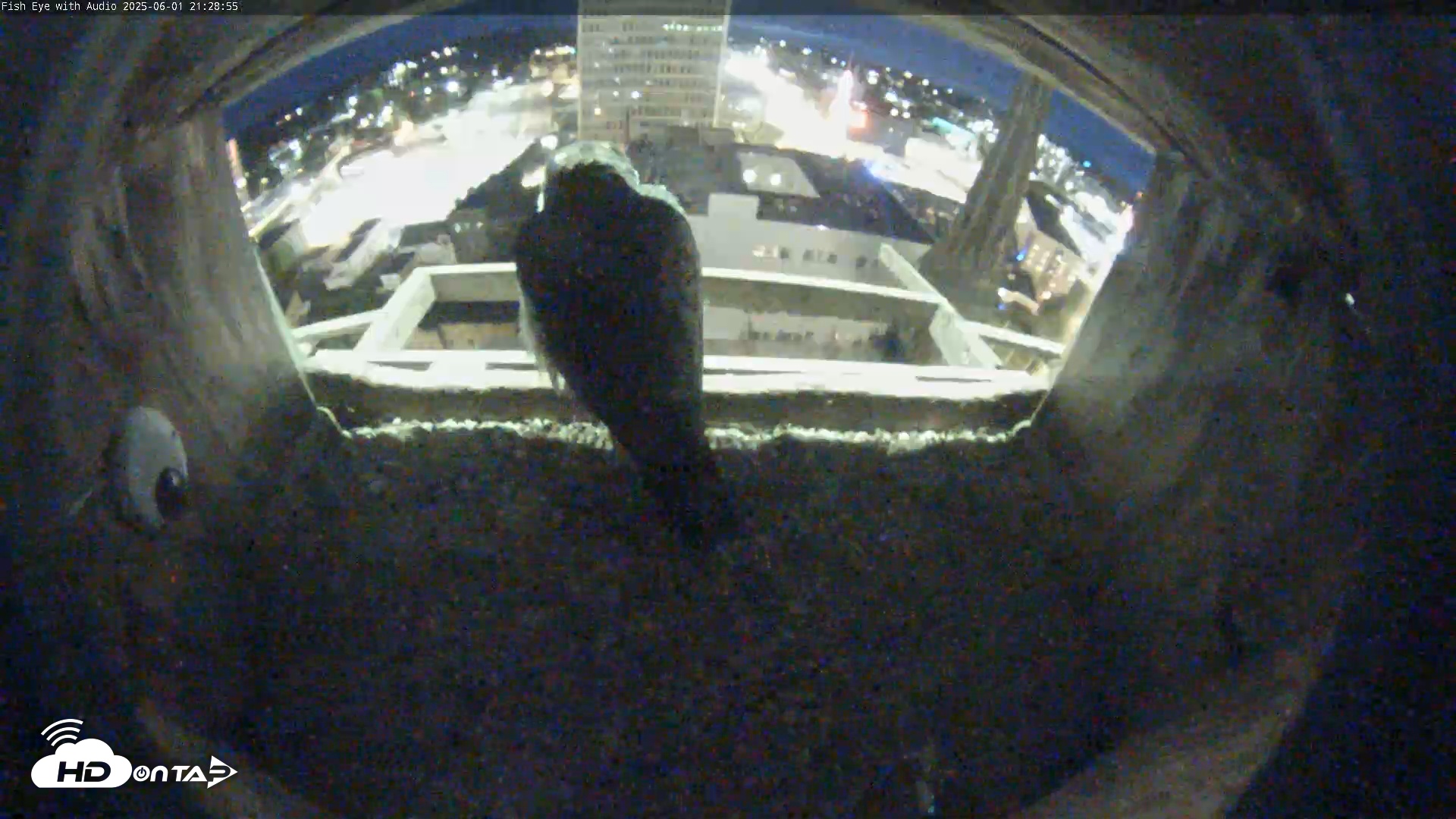 Snapshot of Utica Falcons Nest Box taken Jun 1, 2025, 9:29pm EDT
