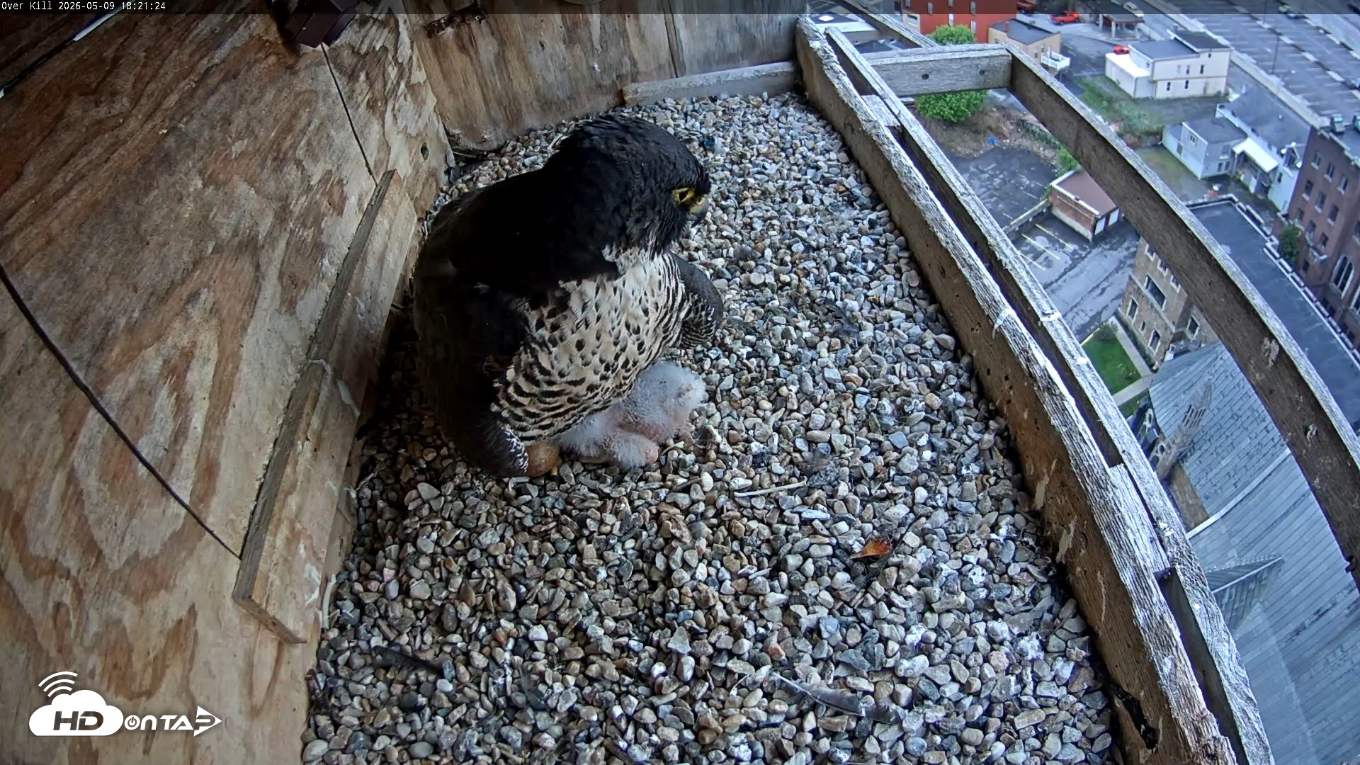 Snapshot of Utica Falcons Nest Box Live Webcam taken May 9, 2026, 6:22pm EDT