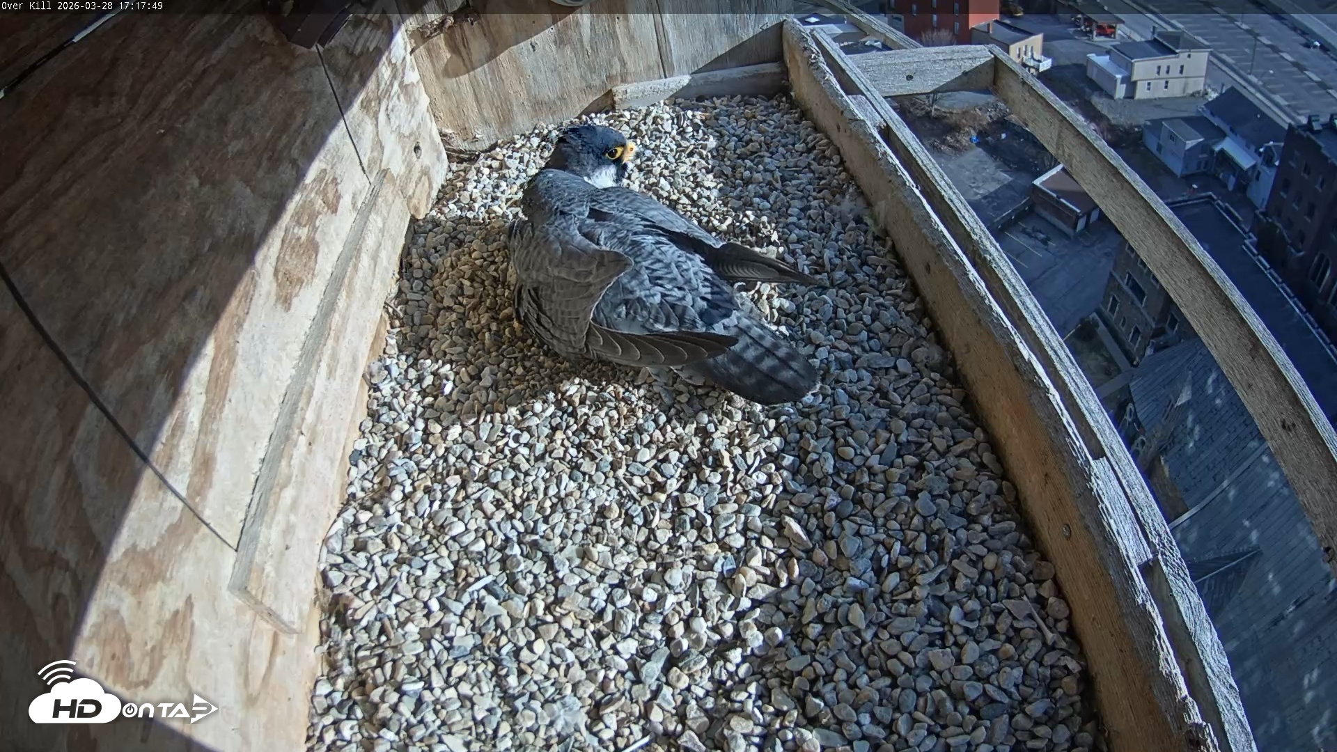 Snapshot of Utica Falcons Nest Box Live Webcam taken Mar 28, 2026, 5:19pm EDT