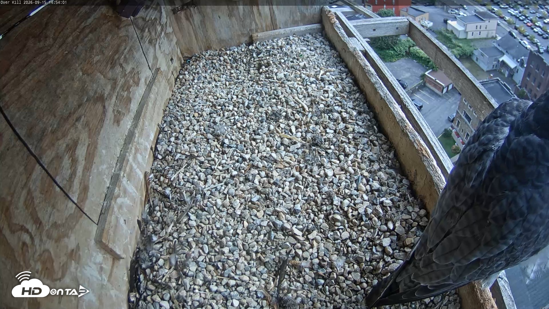 Snapshot of Utica Falcons Nest Box Live Webcam taken Sep 15, 2026, 2:54pm EDT