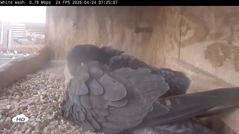 Snapshot of Utica Falcons Nest Box Live Webcam taken Apr 24, 2026, 7:26am EDT