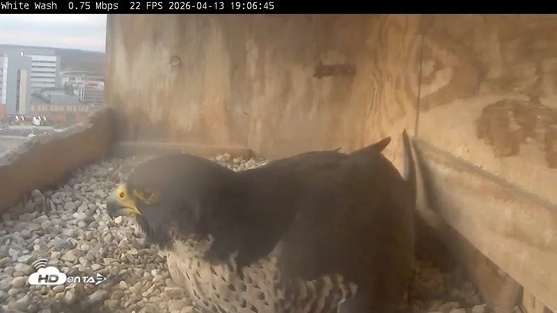 Snapshot of Utica Falcons Nest Box Live Webcam taken Apr 13, 2026, 7:07pm EDT