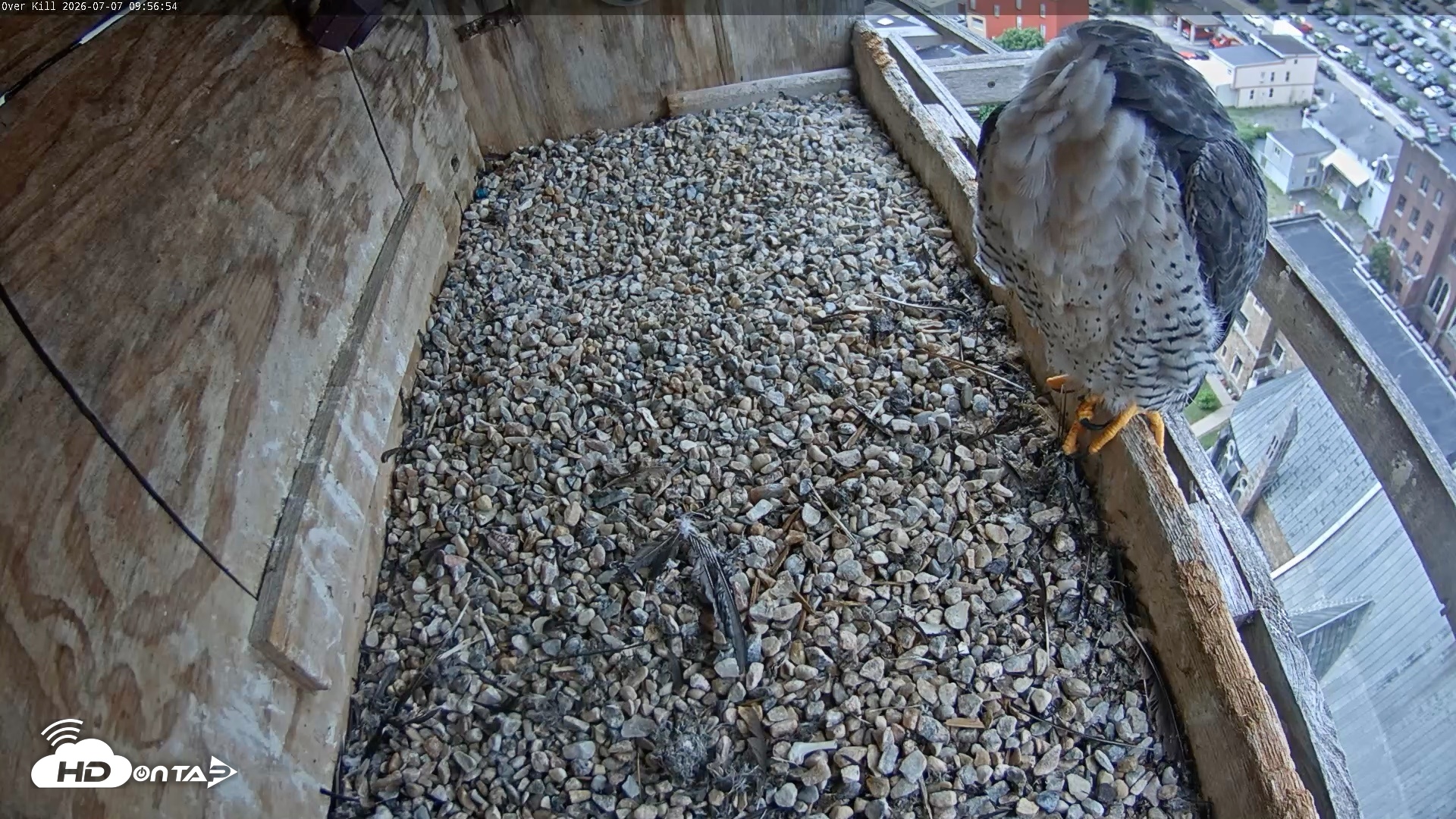 Snapshot of Utica Falcons Nest Box Live Webcam taken Jul 7, 2026, 9:57am EDT
