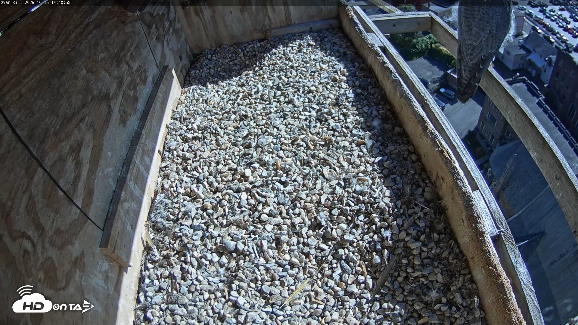 Snapshot of Utica Falcons Nest Box Live Webcam taken Oct 15, 2026, 2:41pm EDT