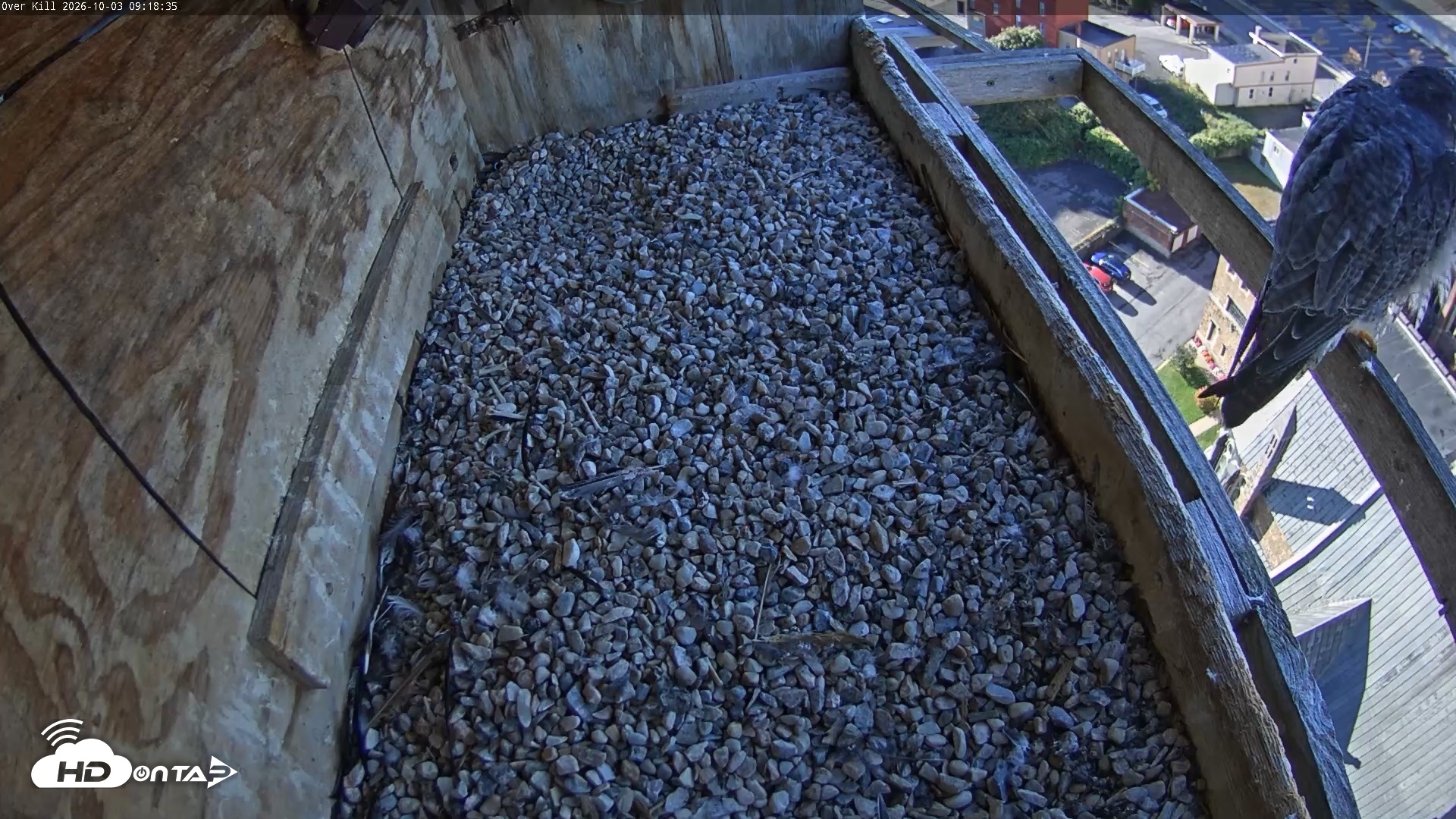Snapshot of Utica Falcons Nest Box Live Webcam taken Oct 3, 2026, 9:19am EDT